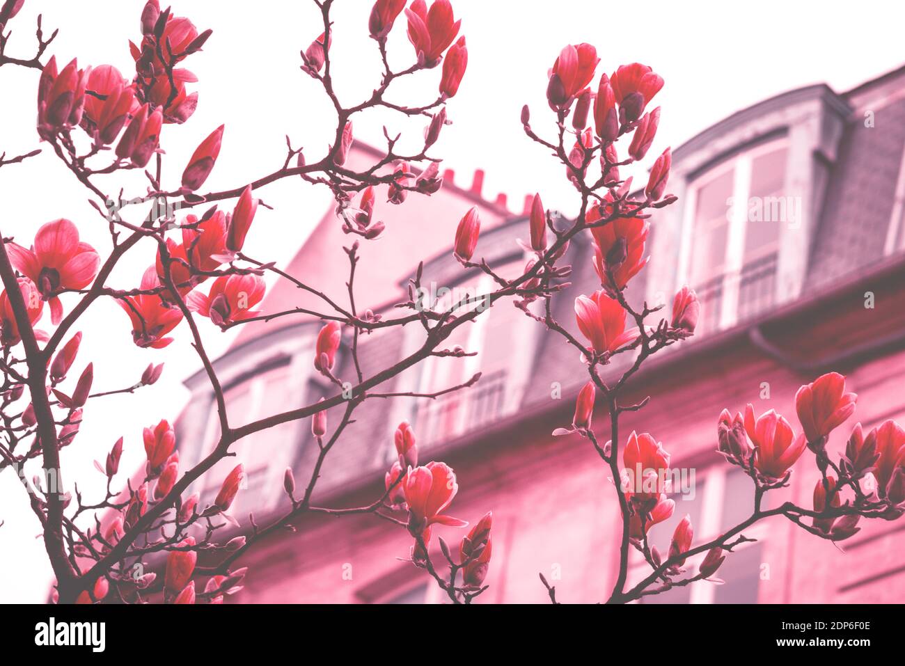 Printemps à Paris. Le magnolia fleuri et un bâtiment typiquement parisien avec un mansarde en arrière-plan. Concept de vacances romantiques. Ton rêveur vintage Banque D'Images