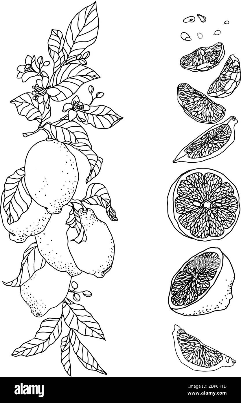 Branche verticale avec fleurs et fruits. Il y a des fruits, des fleurs, des feuilles, des bourgeons, des graines et des branches. L'ensemble est fabriqué en technique de stylo vintage Illustration de Vecteur Branche verticale avec fleurs et fruits. Il y a des fruits, des fleurs, des feuilles, des bourgeons, des graines et des branches. L'ensemble est fabriqué en technique de stylo vintage Illustration de Vecteur