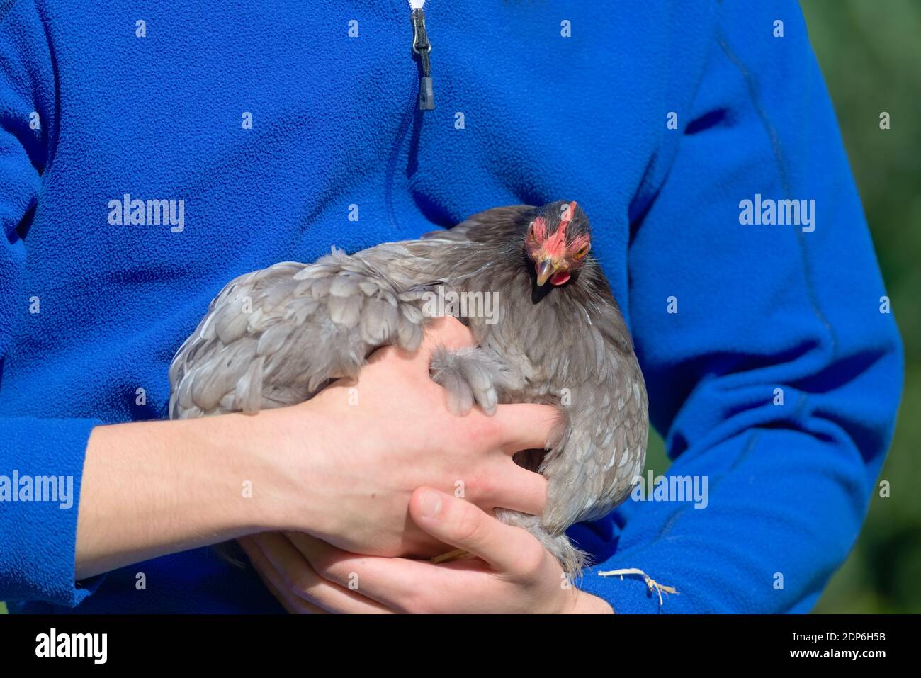 Le petit poulet de poule gris de pekin bantam donne une expression de poupe comme elle regarde la caméra. Expression inhabituelle du visage d'un animal lorsqu'il est tenu par une personne Banque D'Images
