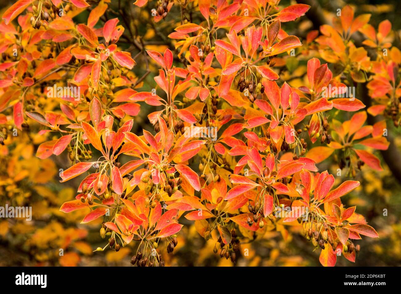 Enkianthus campanulatus Banque D'Images