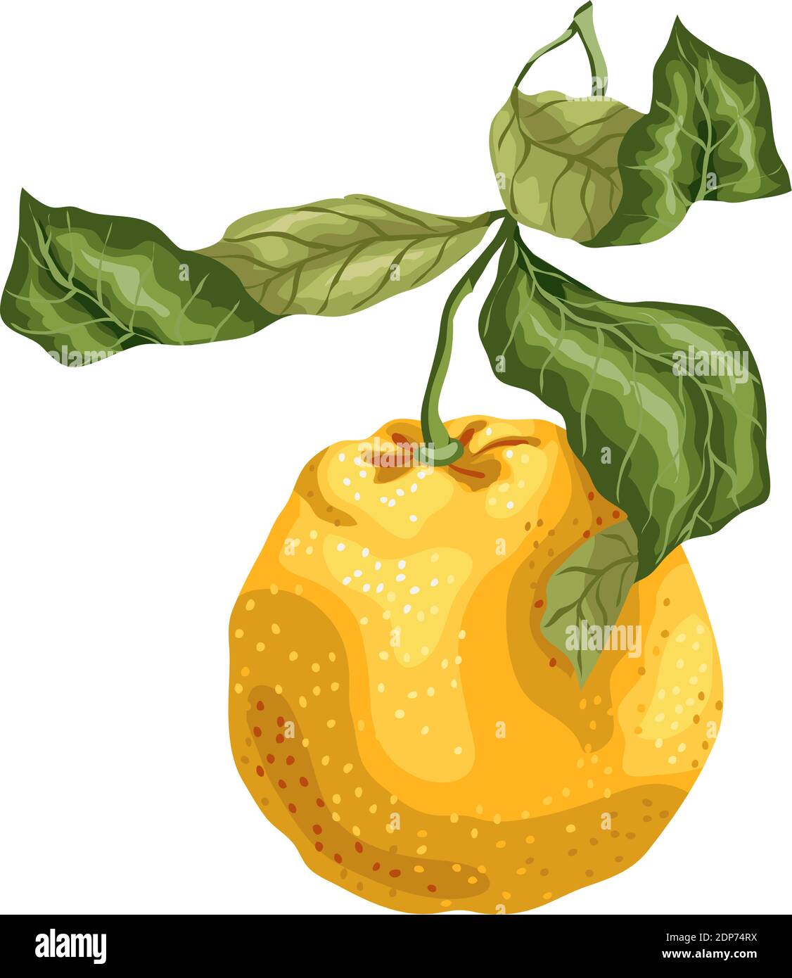 Fruit orange fabriqué dans un motif graphique sur la branche avec des feuilles. L'image est réalisée avec un réalisme graphique Illustration de Vecteur