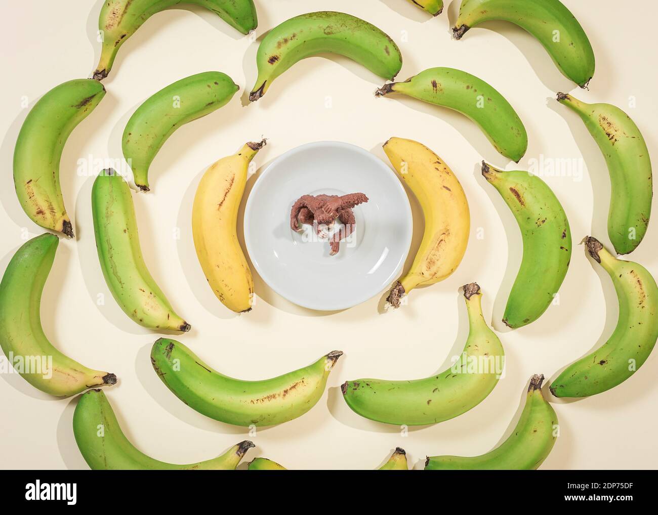 Bananes dans un cercle avec un singe jouet dans le centrer sur une photo en vue de dessus Banque D'Images