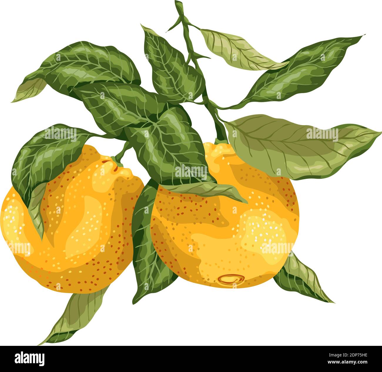 Branche lumineuse avec fruits orange, motif graphique avec feuilles aux couleurs vives. L'image est réalisée avec un réalisme graphique Illustration de Vecteur