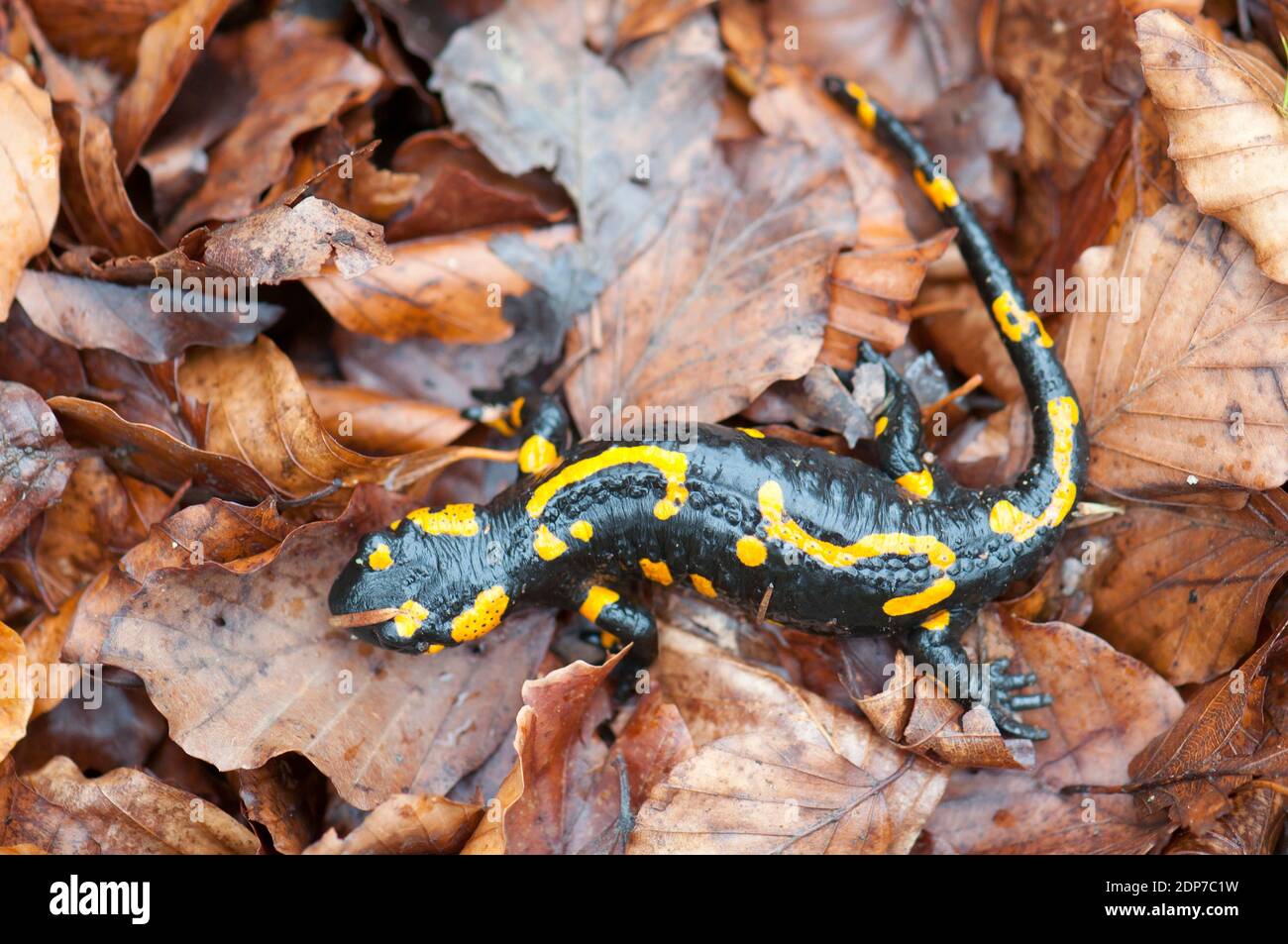Salamandre sur les feuilles mortes, couleurs d'avertissement Banque D'Images