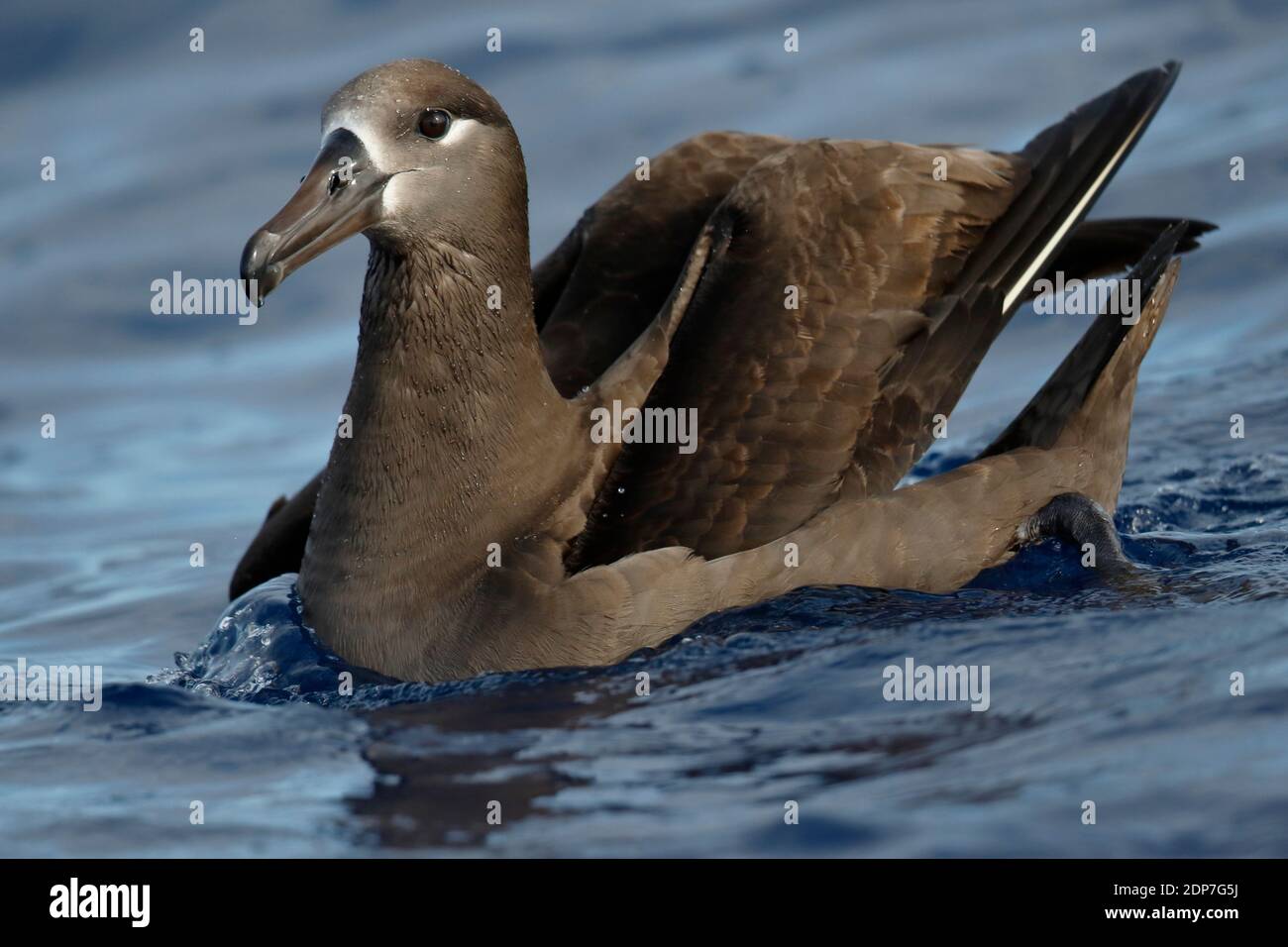 Albatros à pieds noirs (Phoebastria nigripes), baignade en mer près des îles Ogagawara, Japon 1er mai 2015 Banque D'Images