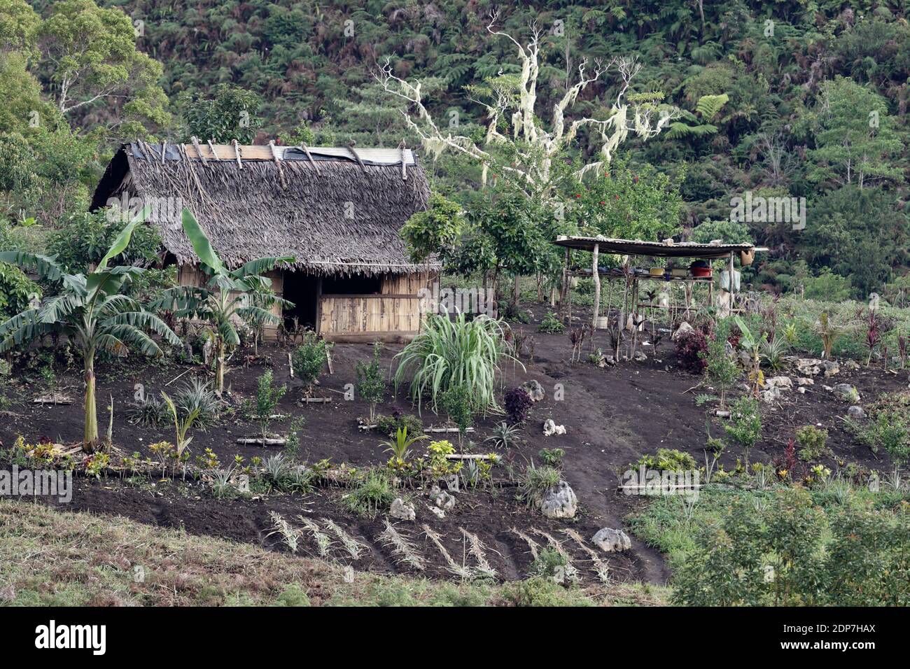 Mas de subsistance, plateau de Lelet, Nouvelle-Irlande, Papouasie-Nouvelle-Guinée, avril 2013 Banque D'Images
