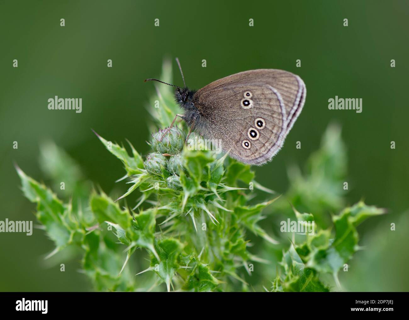 Papillon de ringlet sur chardon, Dumfries, Dumfries et Galloway, S W Écosse Banque D'Images