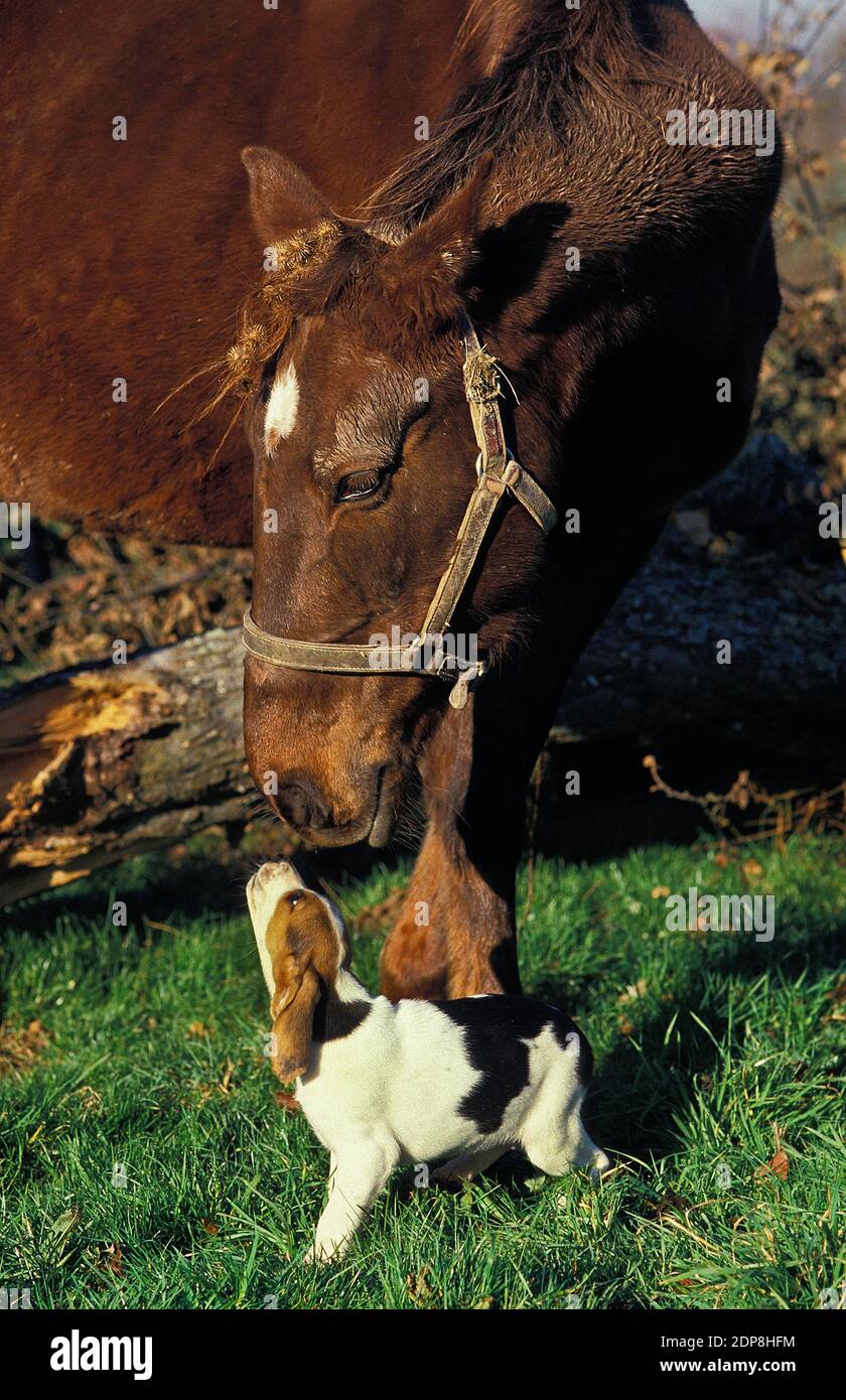 Artois Hound, Pup avec cheval Banque D'Images