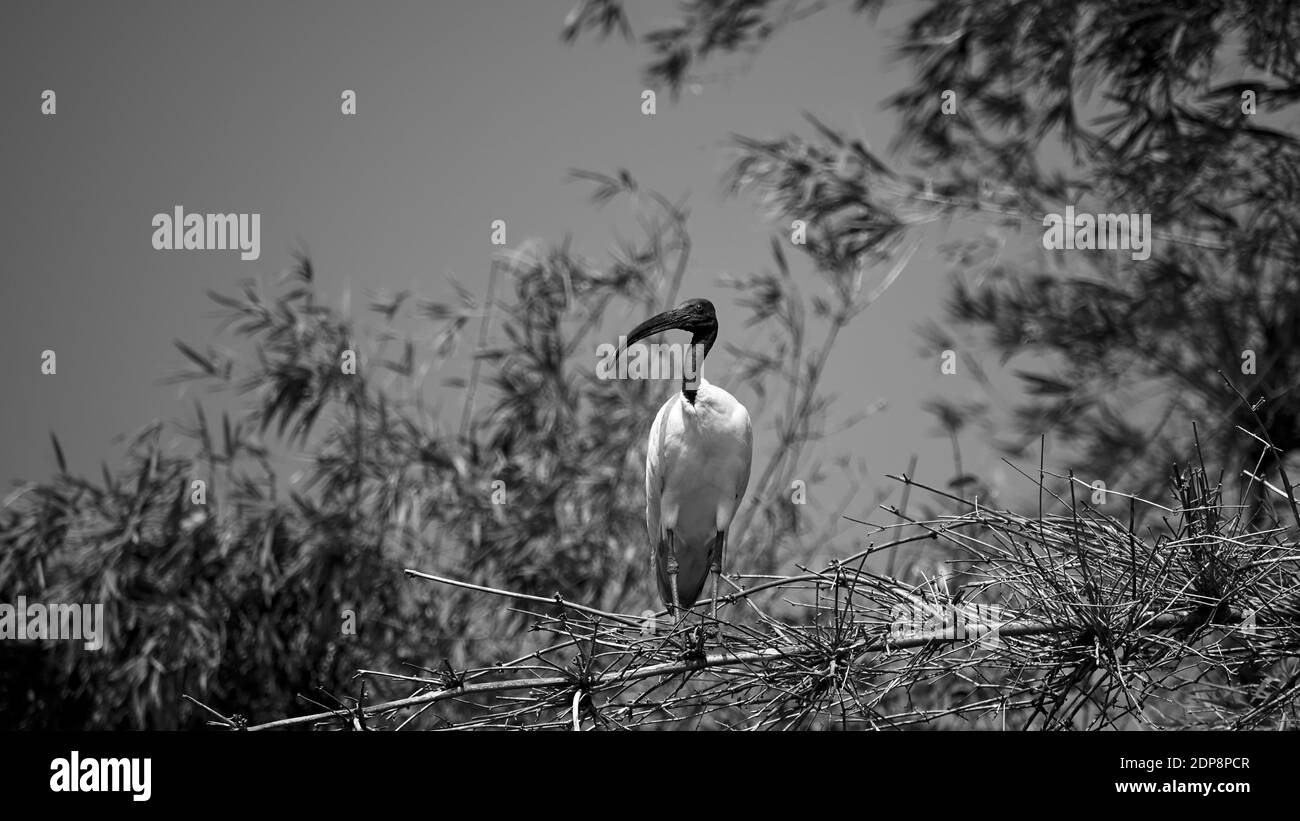 Sanctuaire d'oiseaux de Ranganathittu : ibis à tête noire (Threskiornis melanocephalus), également connu sous le nom d'ibis blanc oriental, ibis blanc indien et cou noir Banque D'Images