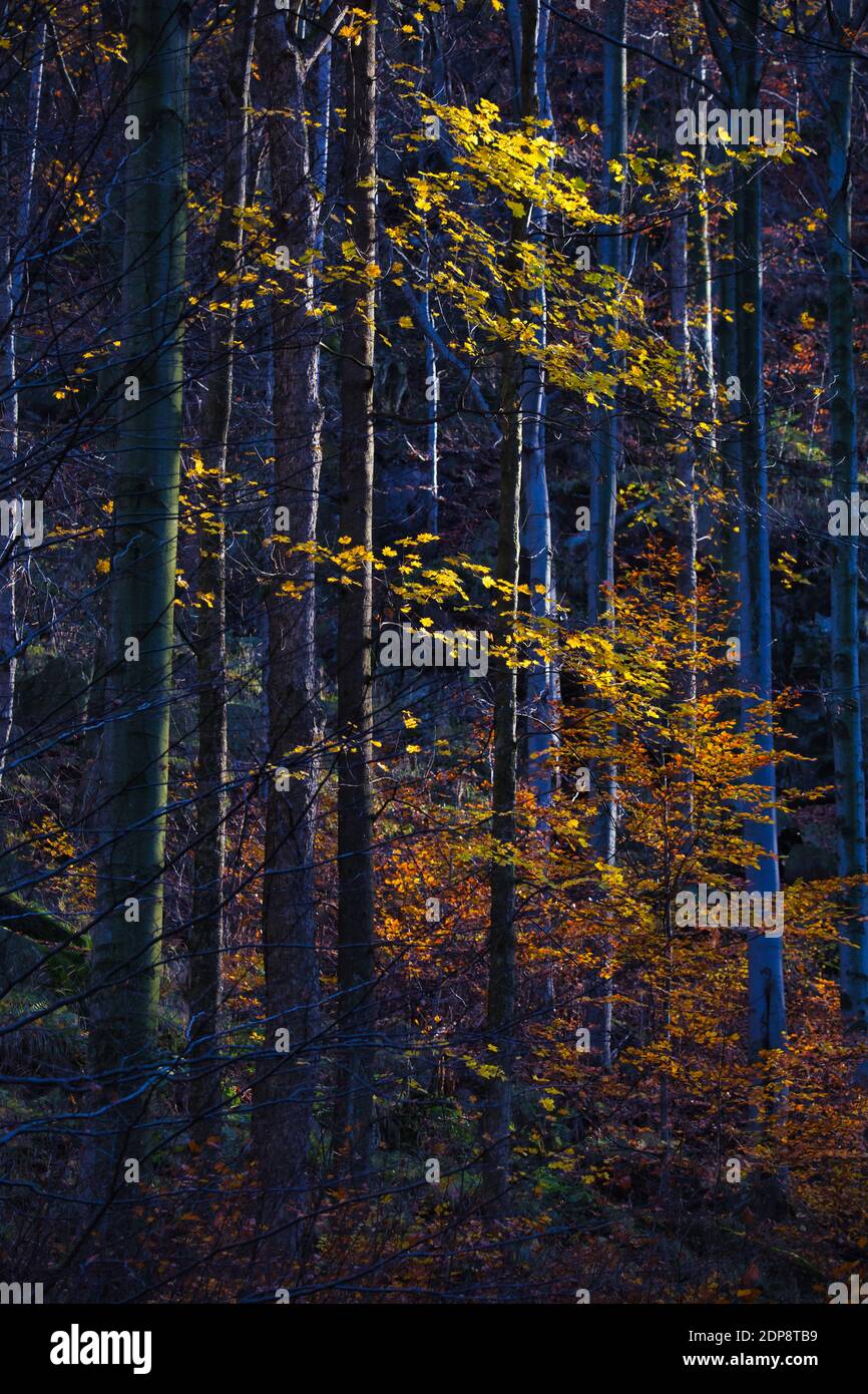 Forêt profonde dans Stolpich Black Creek Valley en couleurs d'automne. Région de Liberec, République tchèque. Banque D'Images