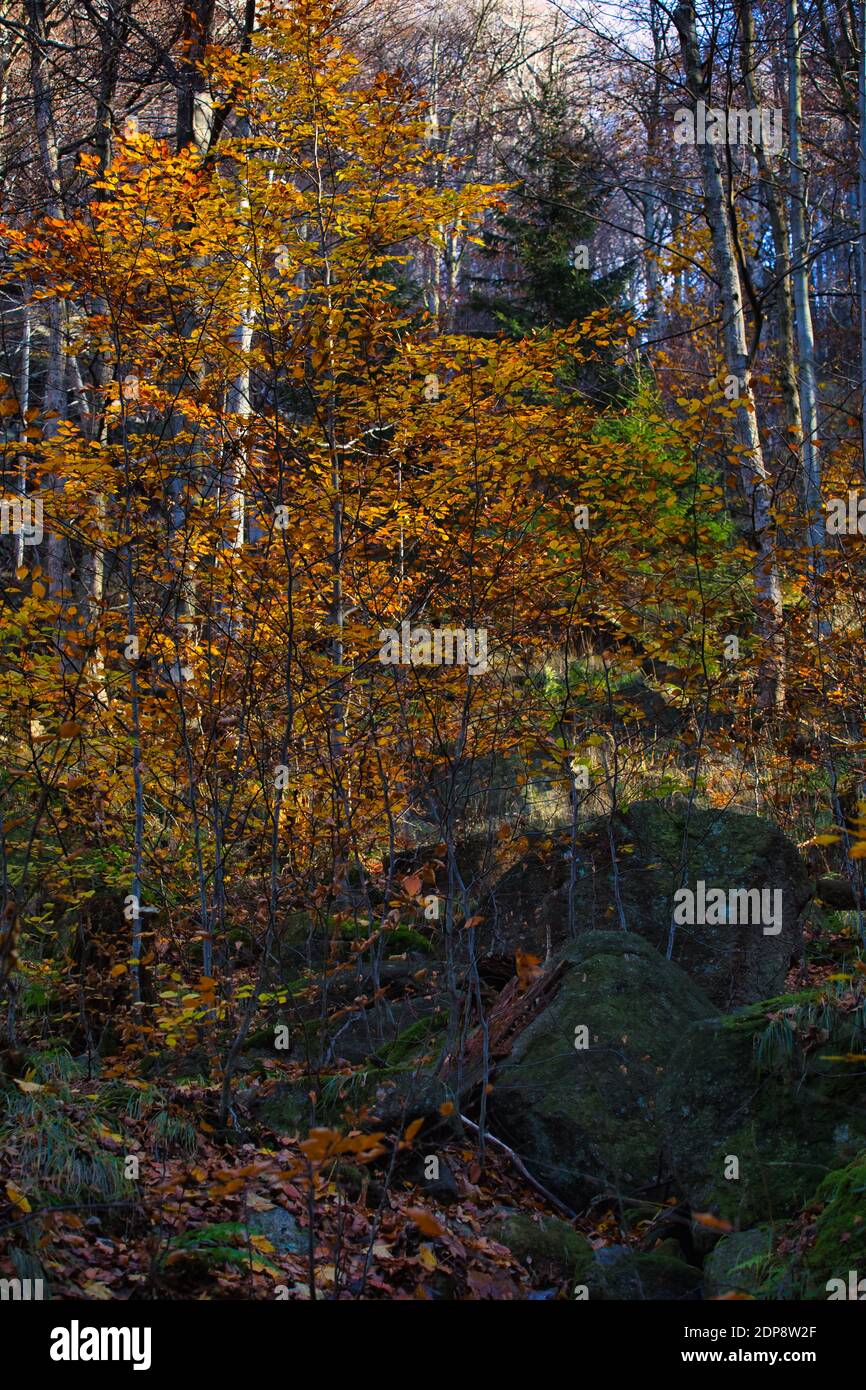 Forêt profonde dans Stolpich Black Creek Valley en couleurs d'automne. Région de Liberec, République tchèque. Banque D'Images