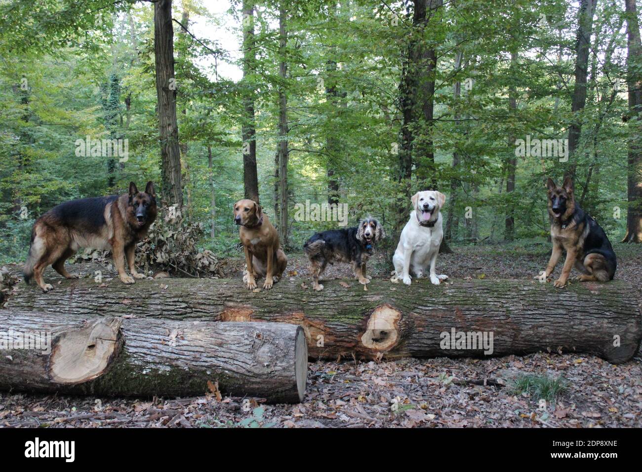 Différents chiens de race assis sur un tronc d'arbre tombé dans une forêt Banque D'Images