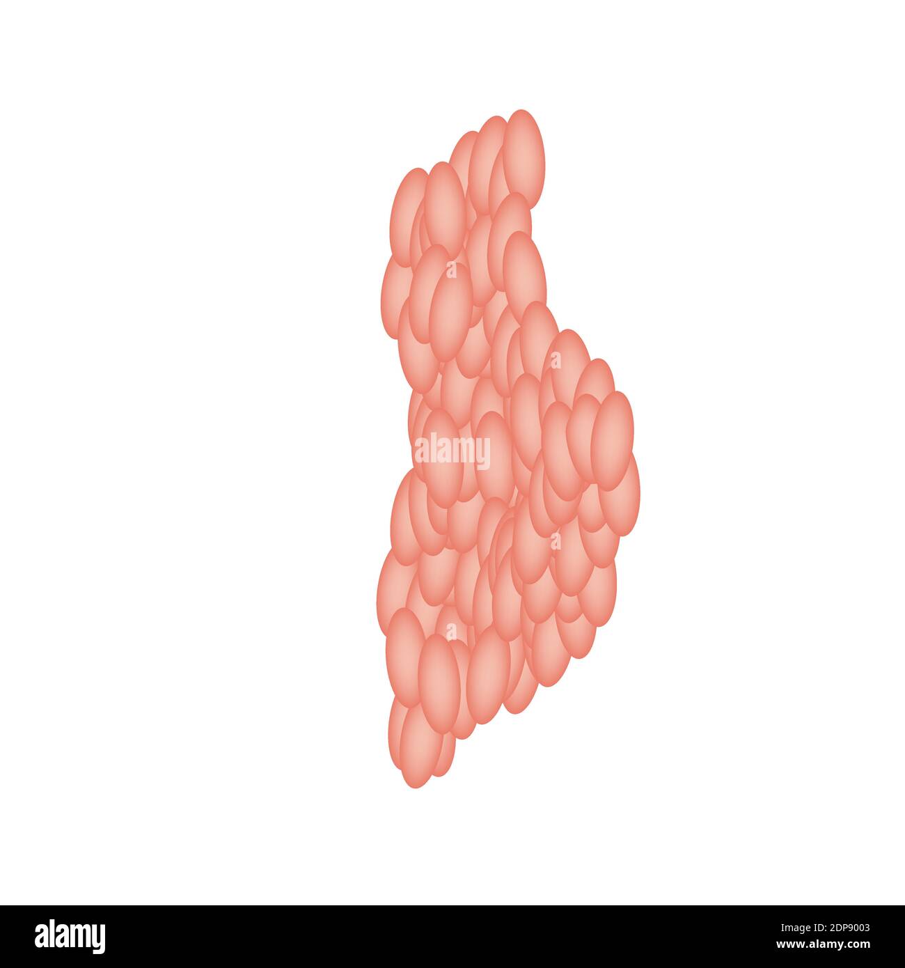 Glande salivaire parotide. Structure de la glande salivaire parotide. Illustration vectorielle sur un arrière-plan isolé Illustration de Vecteur