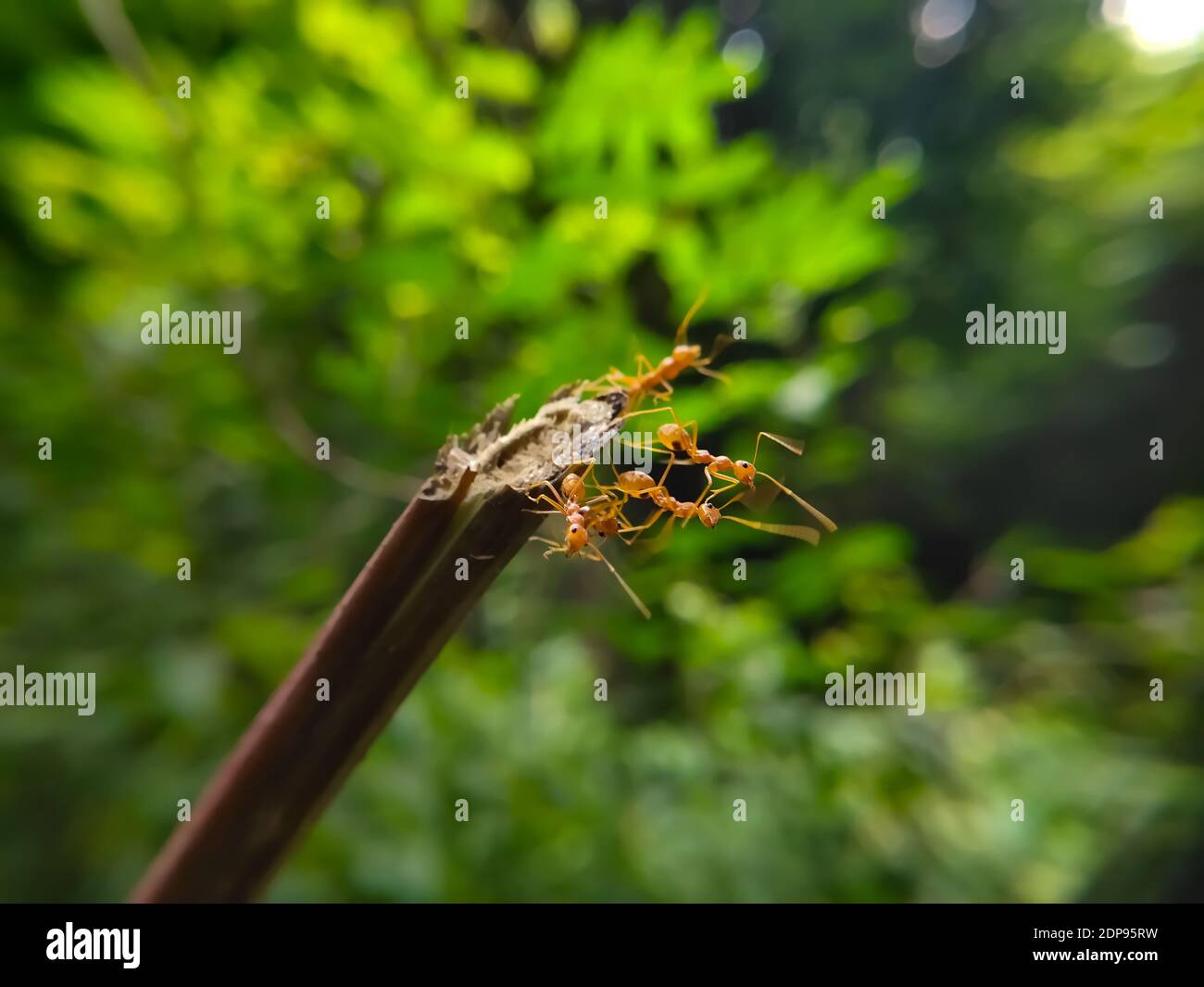 Équipe de Red Ant Bridge Unity. Gros plan Macro of Ant faisant un pont d'unité sur la plante avec fond vert de forêt de la nature. ANT action debout. Banque D'Images