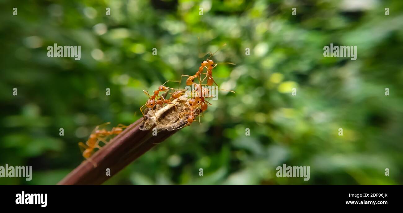 Équipe de Red Ant Bridge Unity. Gros plan Macro of Ant faisant un pont d'unité sur la plante avec fond vert de forêt de la nature. ANT action debout. Banque D'Images