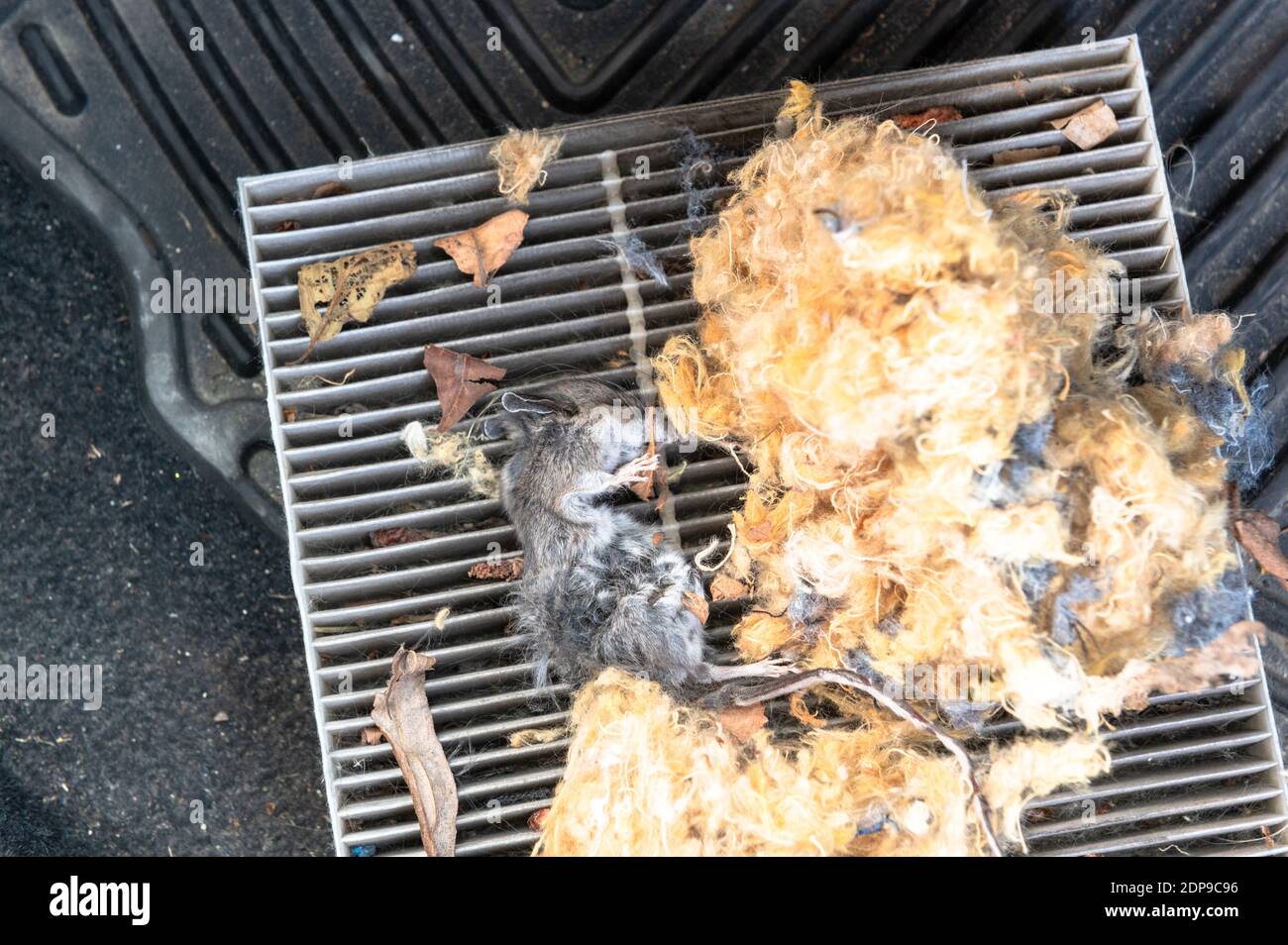 Rongeur mort qui était coincé dans un filtre d'habitacle de voiture. Rongeur construisant un nid dans une voiture. Banque D'Images