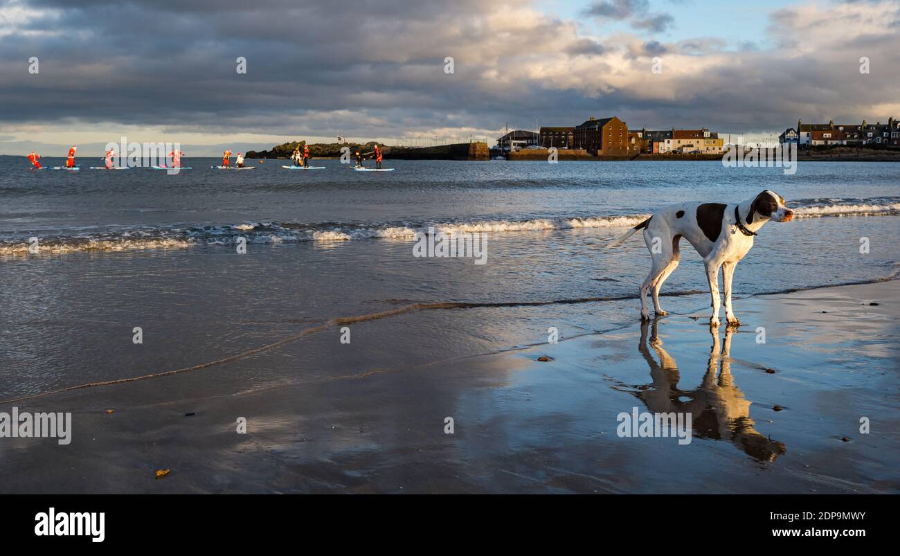 North Berwick, East Lothian, Écosse, Royaume-Uni, 19 décembre 2020. Paddle Boarding Santas pour la charité: Une initiative de la communauté locale par North Berwick News and Views appelée « Christmas Cheer » recueille plus de 5,000 £ de fonds pour les familles dans le besoin. Un chien sur la plage se reflète dans le sable humide tandis que les paddle boarders vêtus de costumes de Santa sont dehors dans le Firth of Forth Banque D'Images