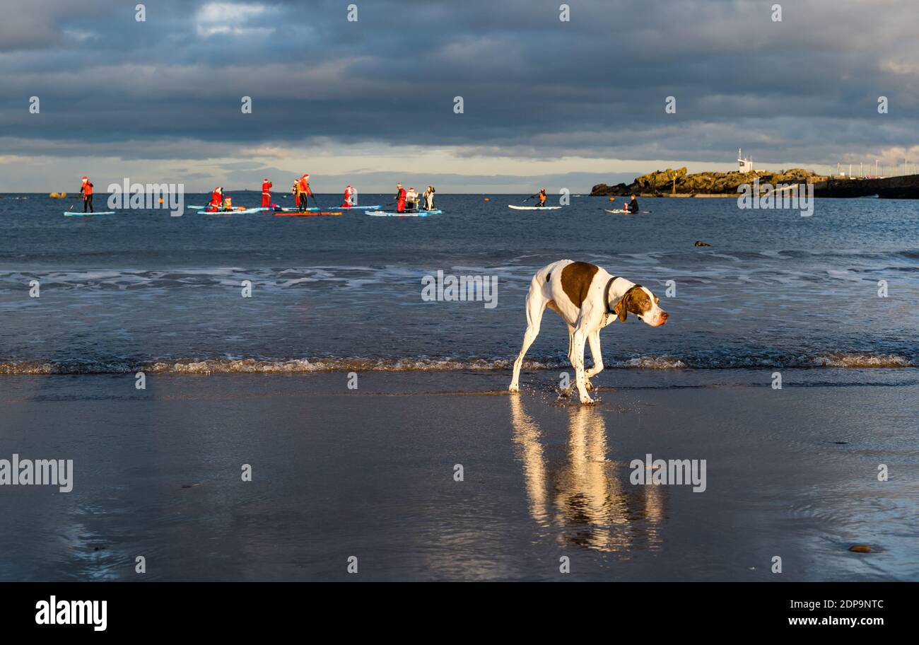 North Berwick, East Lothian, Écosse, Royaume-Uni, 19 décembre 2020. Paddle Boarding Santas pour la charité: Une initiative de la communauté locale par North Berwick News and Views appelée « Christmas Cheer » recueille plus de 5,000 £ de fonds pour les familles dans le besoin. Un chien sur la plage se reflète dans le sable humide tandis que les paddle boarders vêtus de costumes de Santa sont dehors dans le Firth of Forth Banque D'Images
