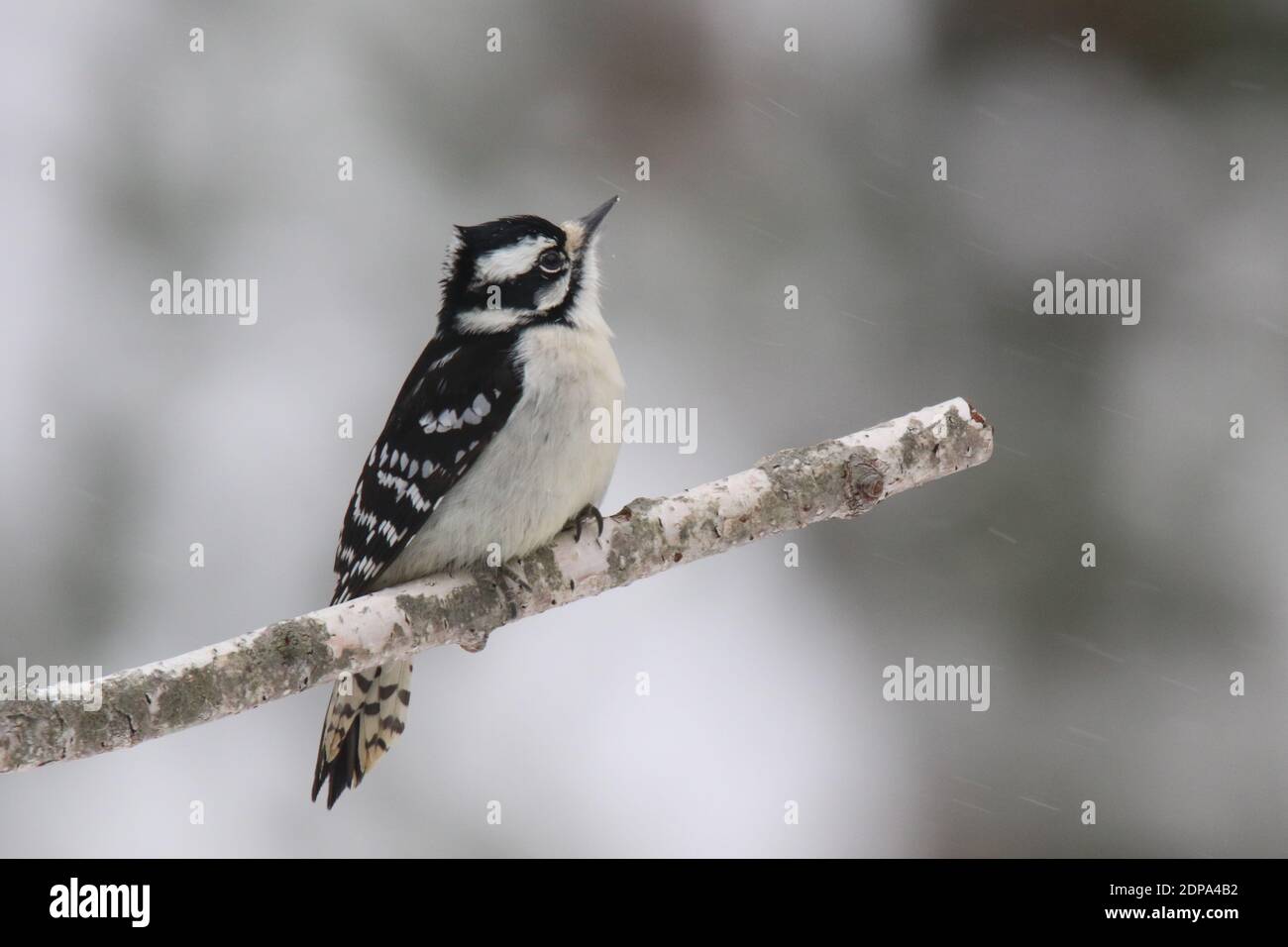 Pic à bois femelle vers le bas Picoides pubesens qui perche sur une branche une tempête de neige en hiver Banque D'Images