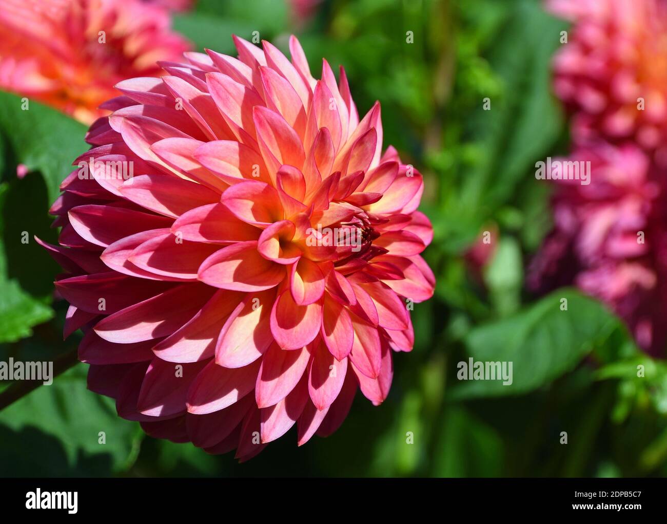 Gros plan de la belle tête de boule rose Dahlia fleur avec éclairage naturel et arrière-plan . Banque D'Images