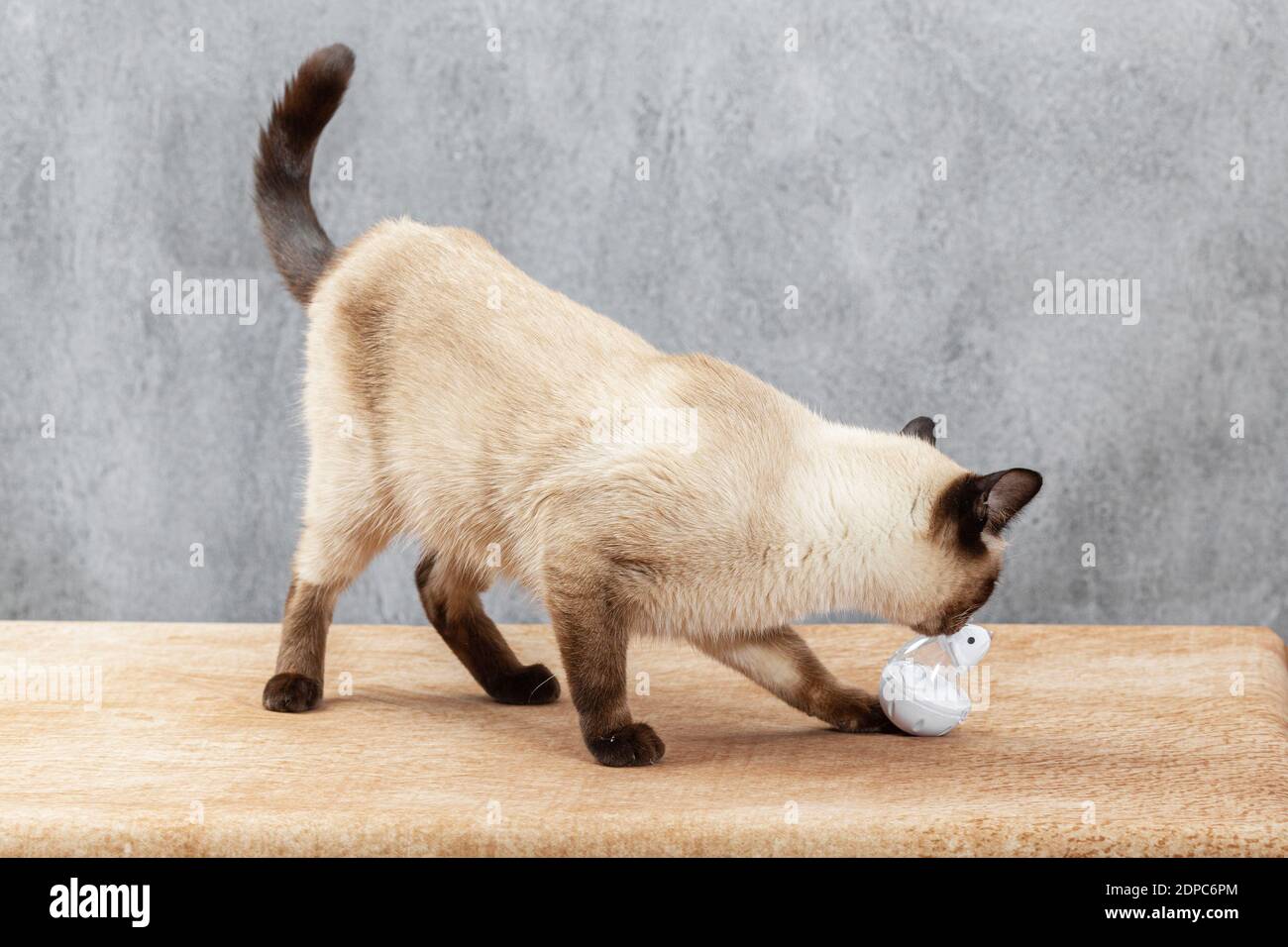 Le Chat Joue Avec Un Jouet Pour Les Animaux Photo Stock Alamy