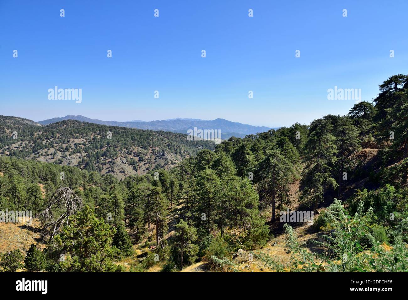 Vue sur le parc forestier national des montagnes de Troodos avec des pins rares protégés de Pinus nigra, Chypre Banque D'Images