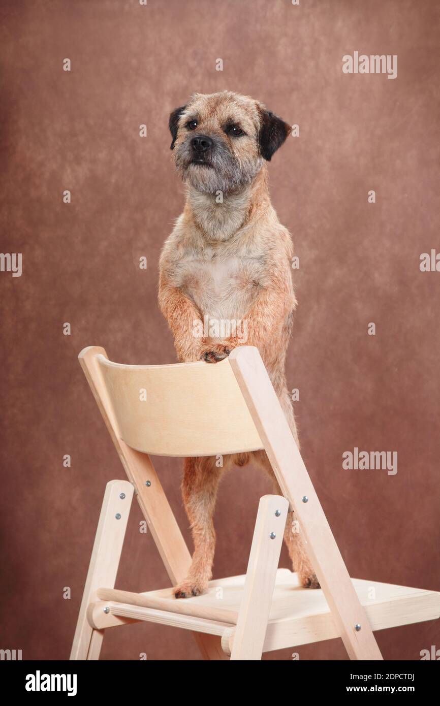 Le chien obéissant de la race Border Terrier se tient sur ses pattes  arrière dans une chaise, remplissant ainsi le commandement du propriétaire  Photo Stock - Alamy