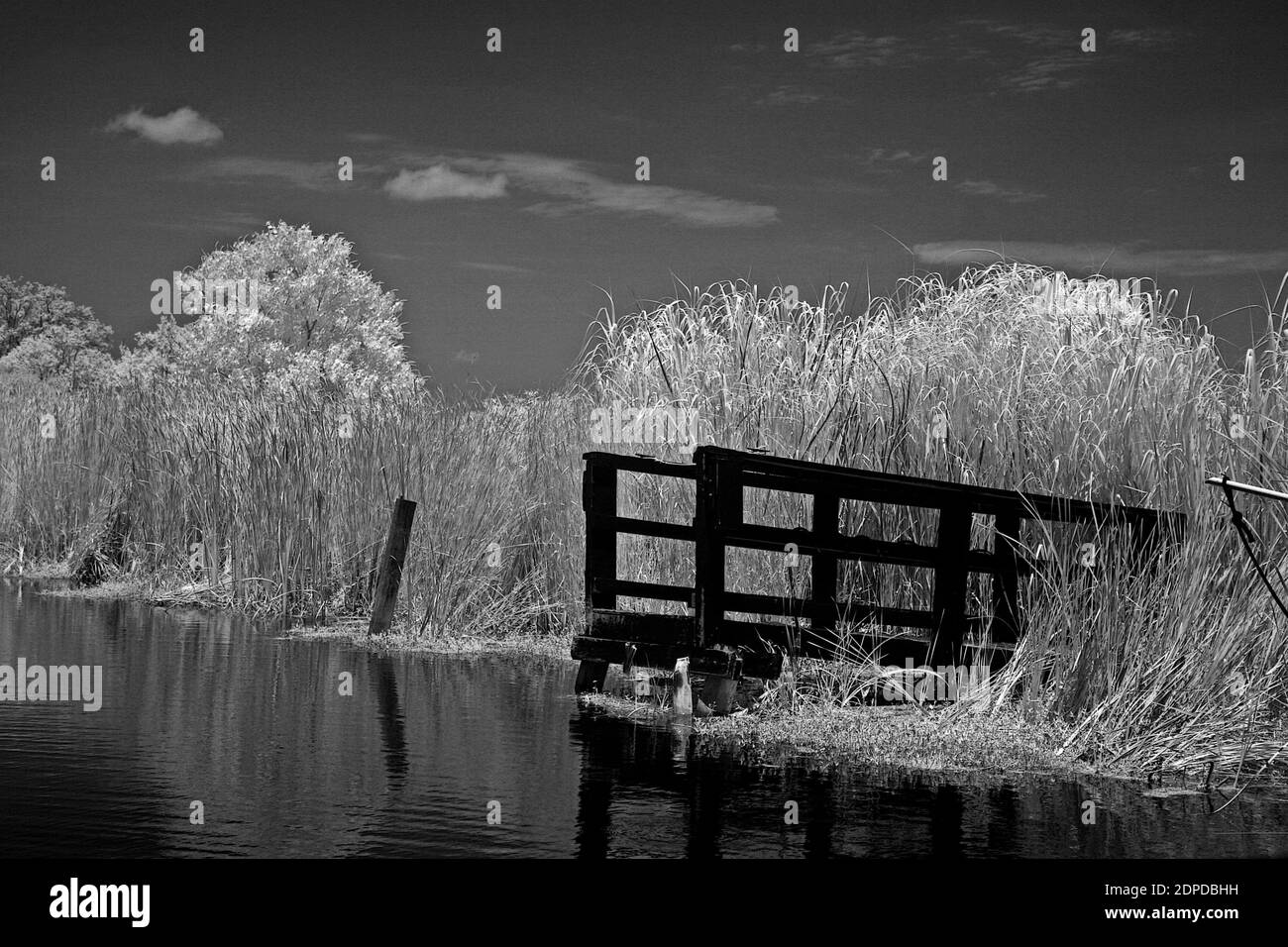 Photo infrarouge d'un quai à ramilles sur un petit lac. Banque D'Images