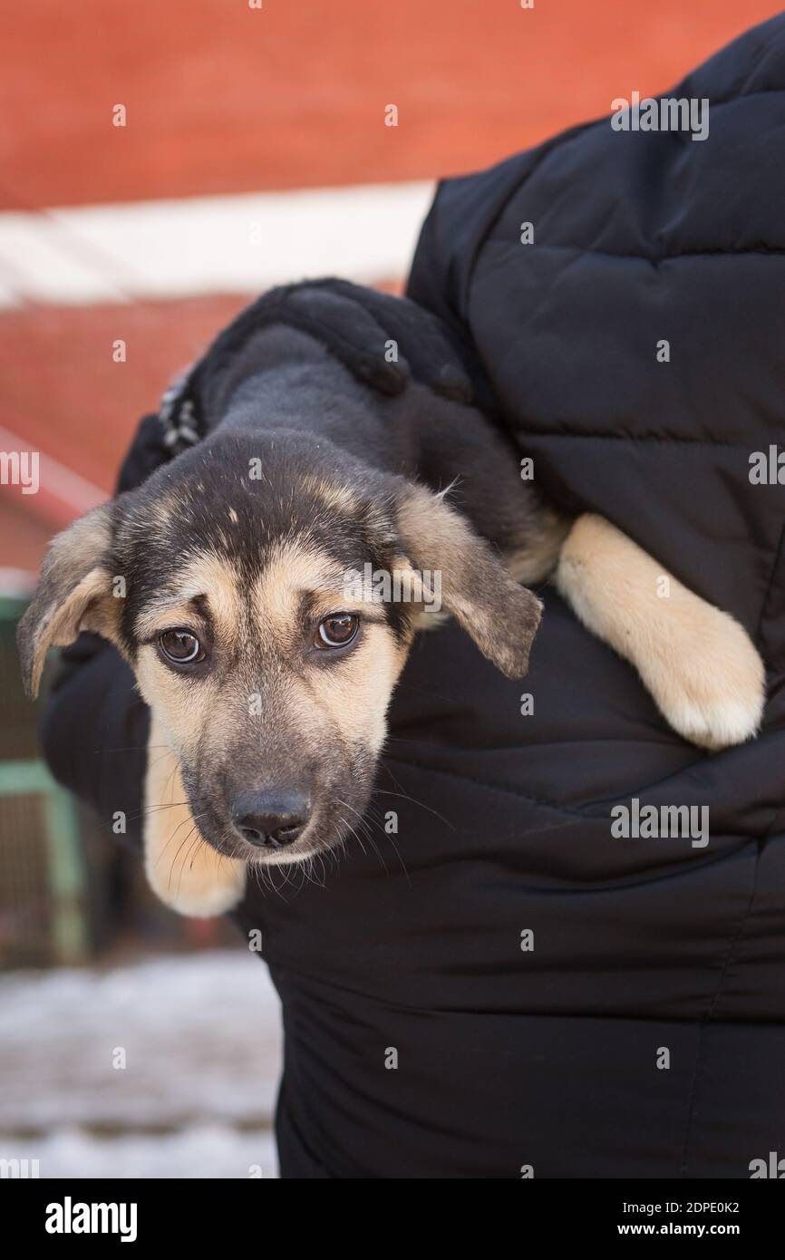 Petit chiot effrayé refuge sur l'épaule d'un volontaire Banque D'Images