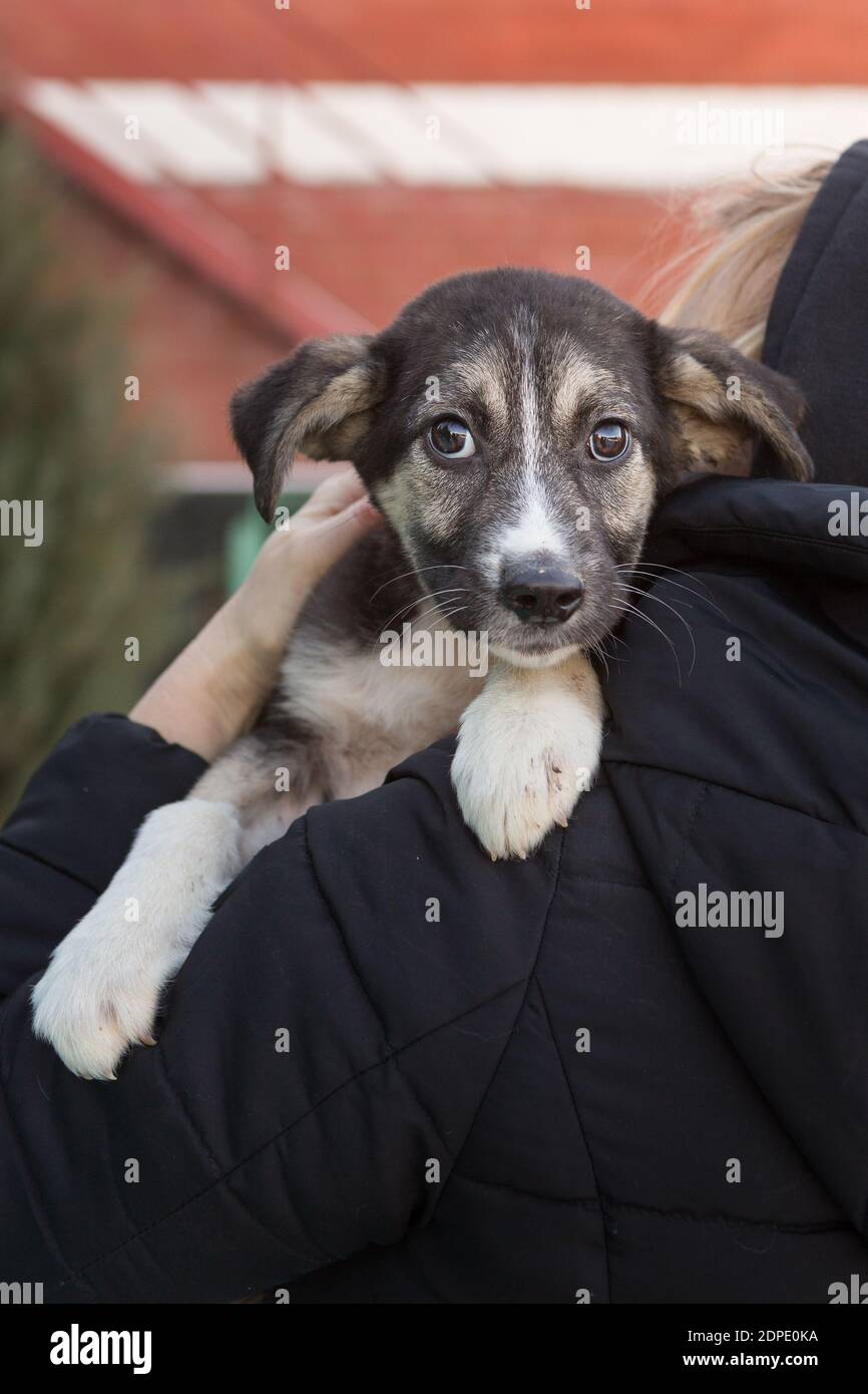 Petit chiot effrayé refuge sur l'épaule d'un volontaire Banque D'Images
