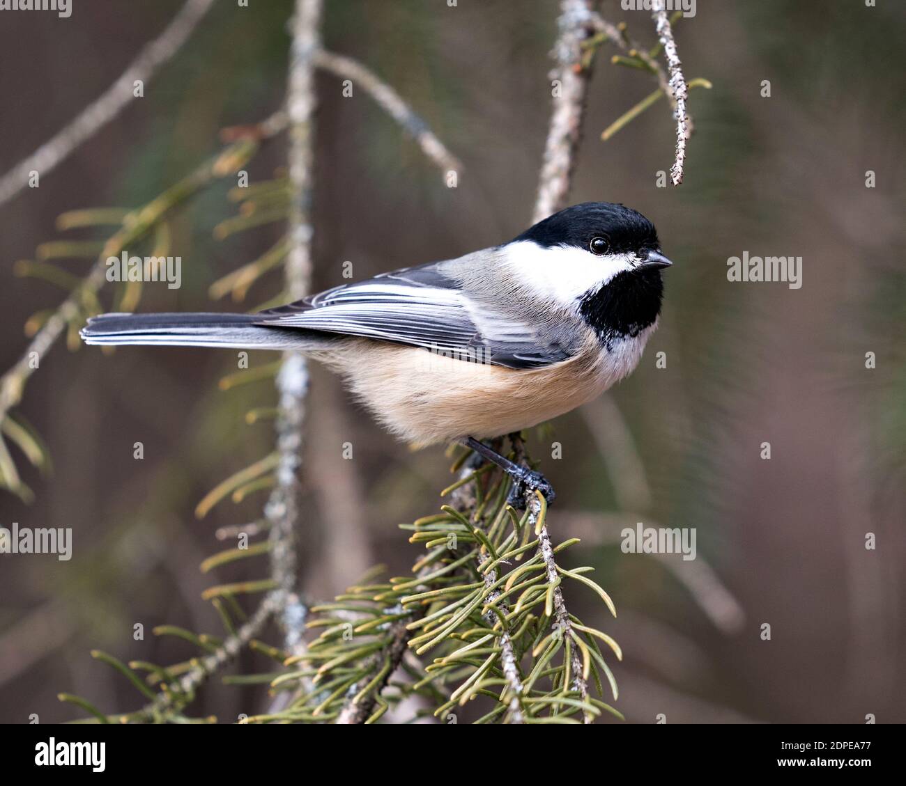 Vue en gros plan de Chickadee sur une branche d'arbre avec un arrière-plan flou dans son environnement et son habitat, avec des ailes et une queue de plumage de plumes grises Banque D'Images