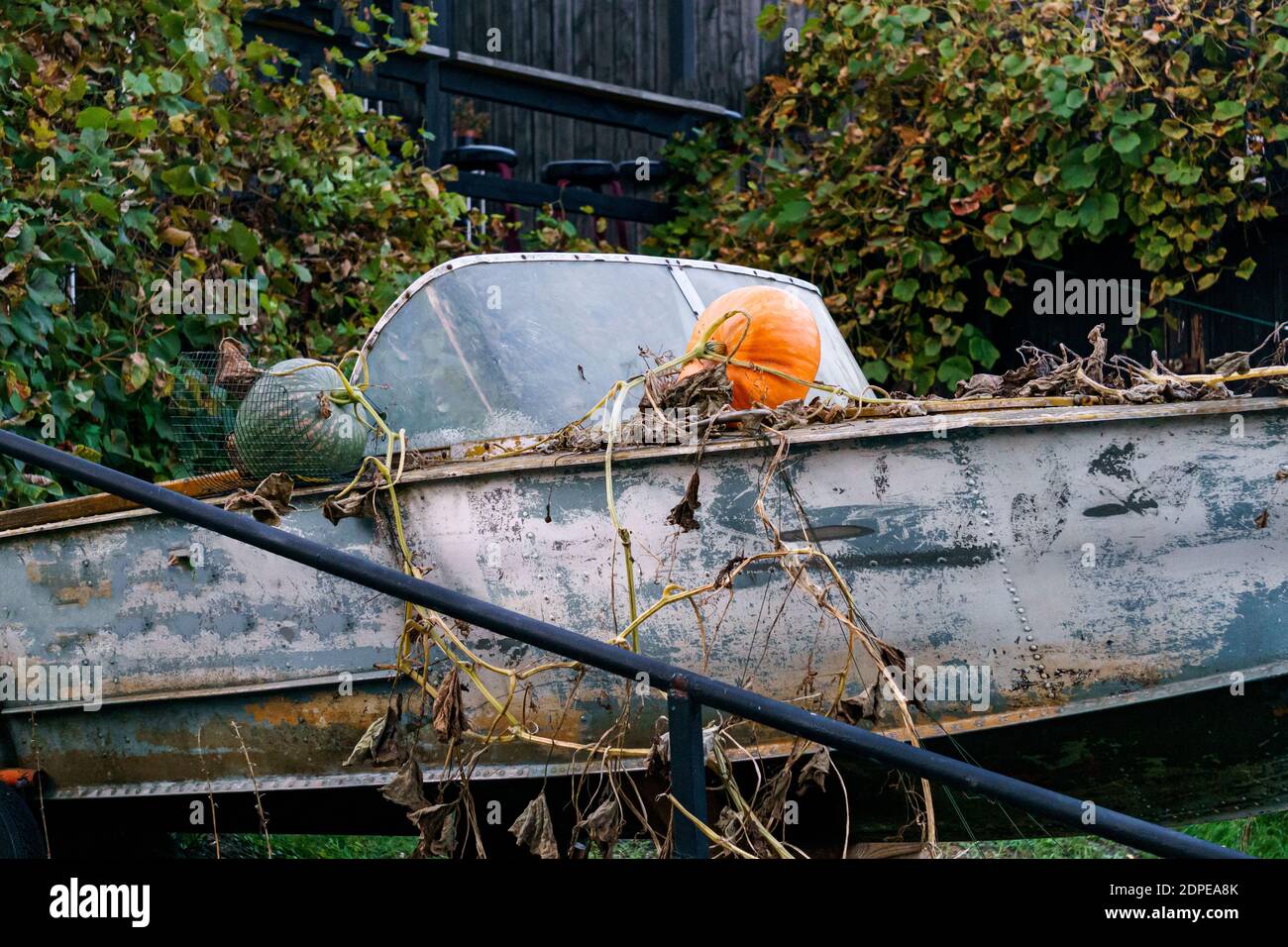 Les citrouilles ont grandi dans un vieux bateau abandonné Banque D'Images