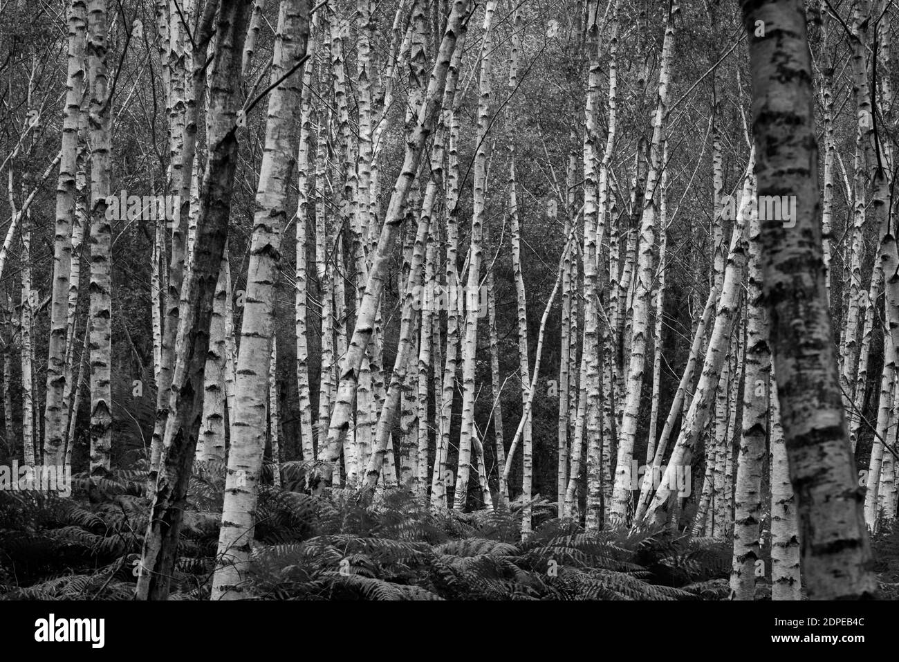 Une forêt de tous les Birch Banque D'Images