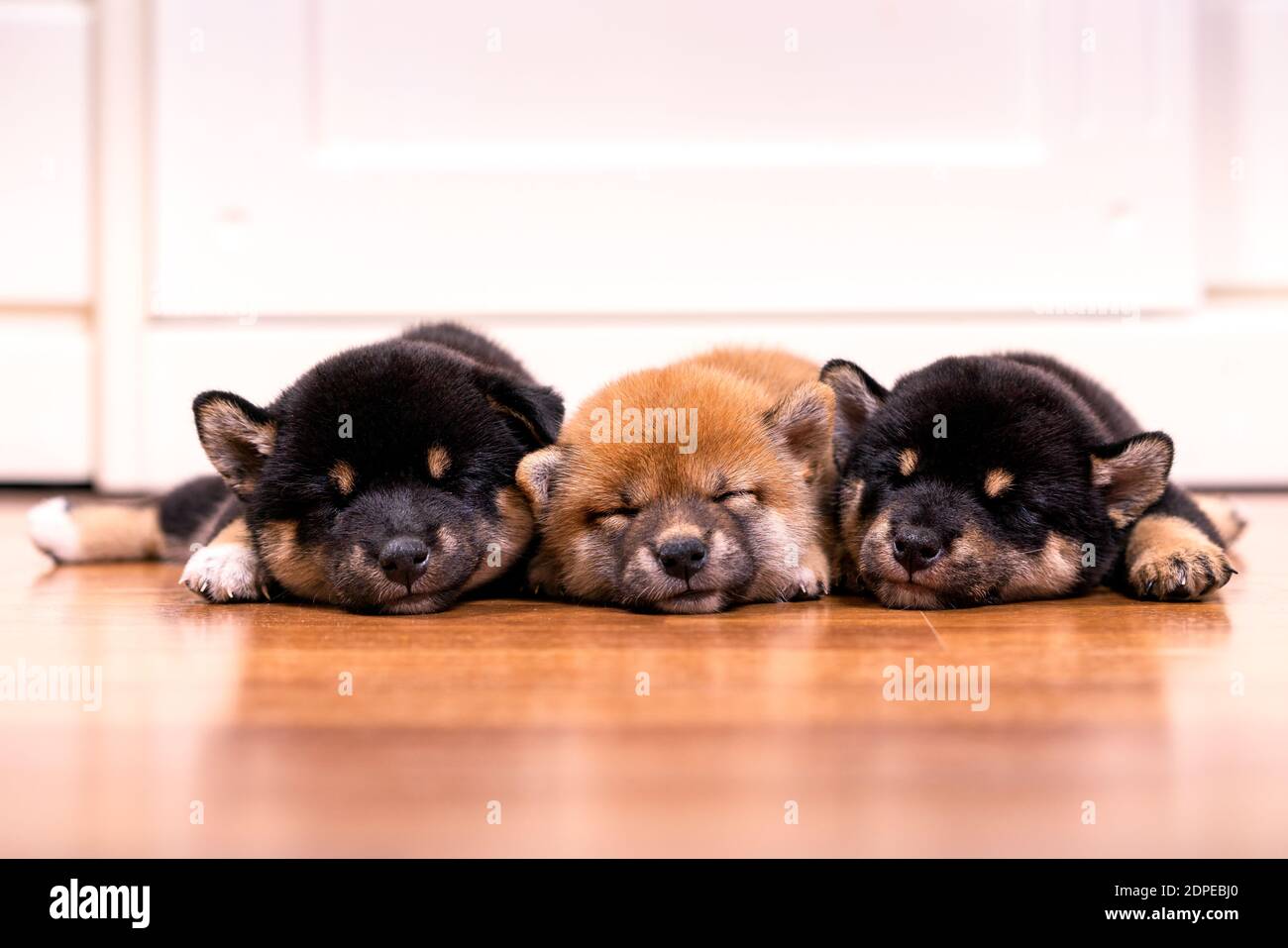 Tokyo Shiba Inu Banque D Image Et Photos Alamy