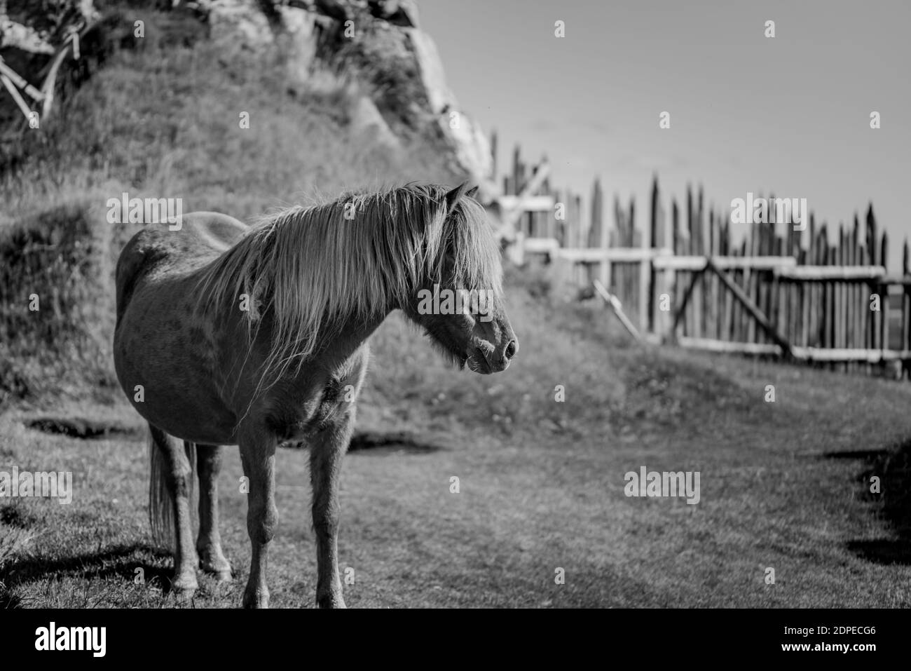 Un cheval islandais natif, paître dans un village viking traditionnel en Islande Banque D'Images