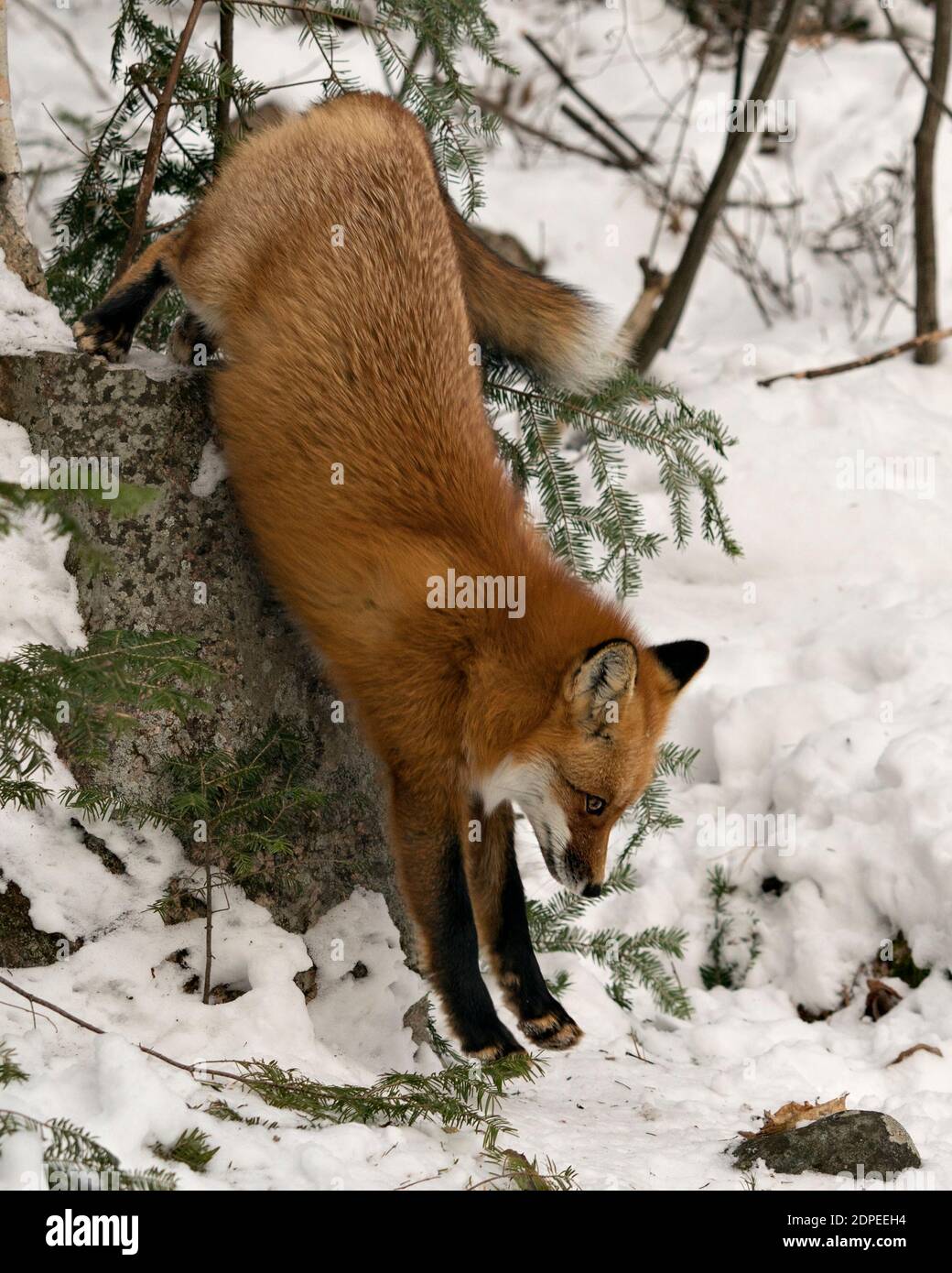 Renard roux descendant une roche pendant la saison d'hiver dans son habitat avec de la neige et le fond de la forêt montrant la queue de renard broussaillée, la fourrure. Fox image. Image. Banque D'Images