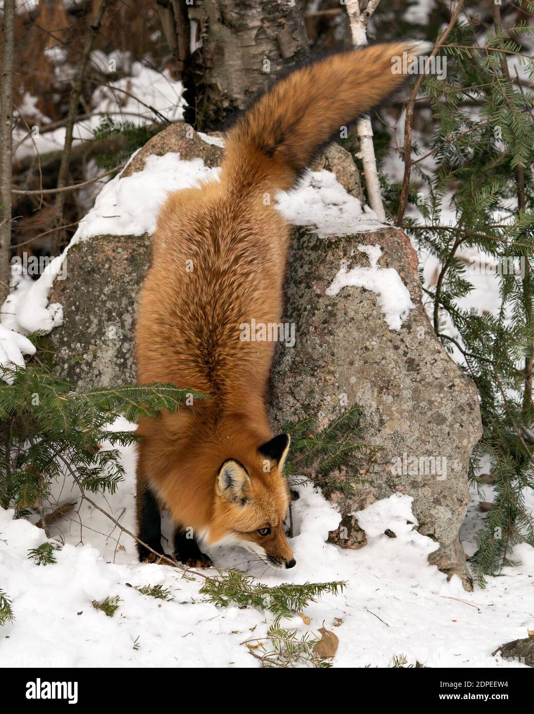 Renard roux descendant une roche pendant la saison d'hiver dans son environnement avec de la neige et le fond de forêt montrant la queue de renard broussaillée, la fourrure. Fox image. Portrait. Banque D'Images