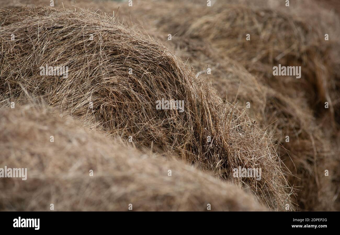 Gros plan des piles de foin. Arrière-plan de la ferme Banque D'Images