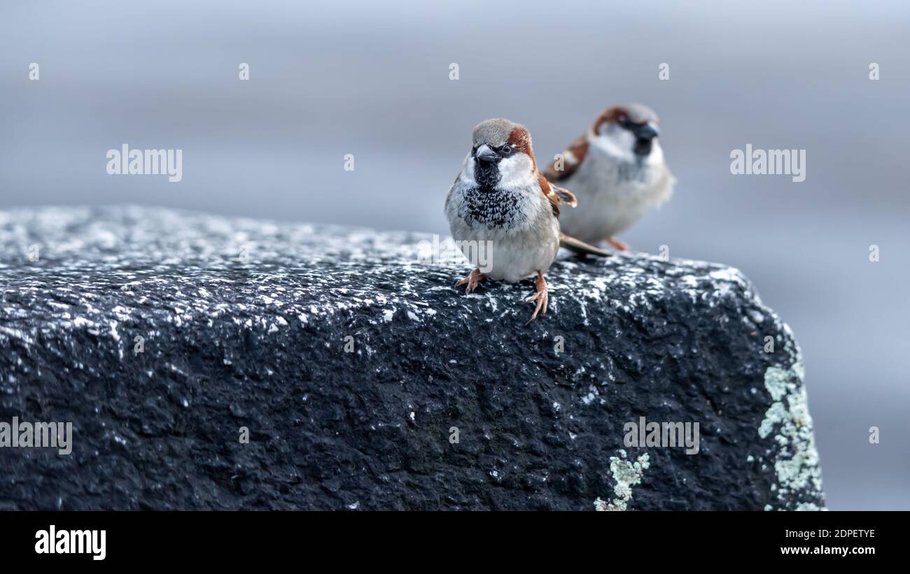 Sparrow sur la roche. Deux maisons de sexe masculin scindées en regardant curieusement la caméra en Suisse. Passer domesticus. Banque D'Images