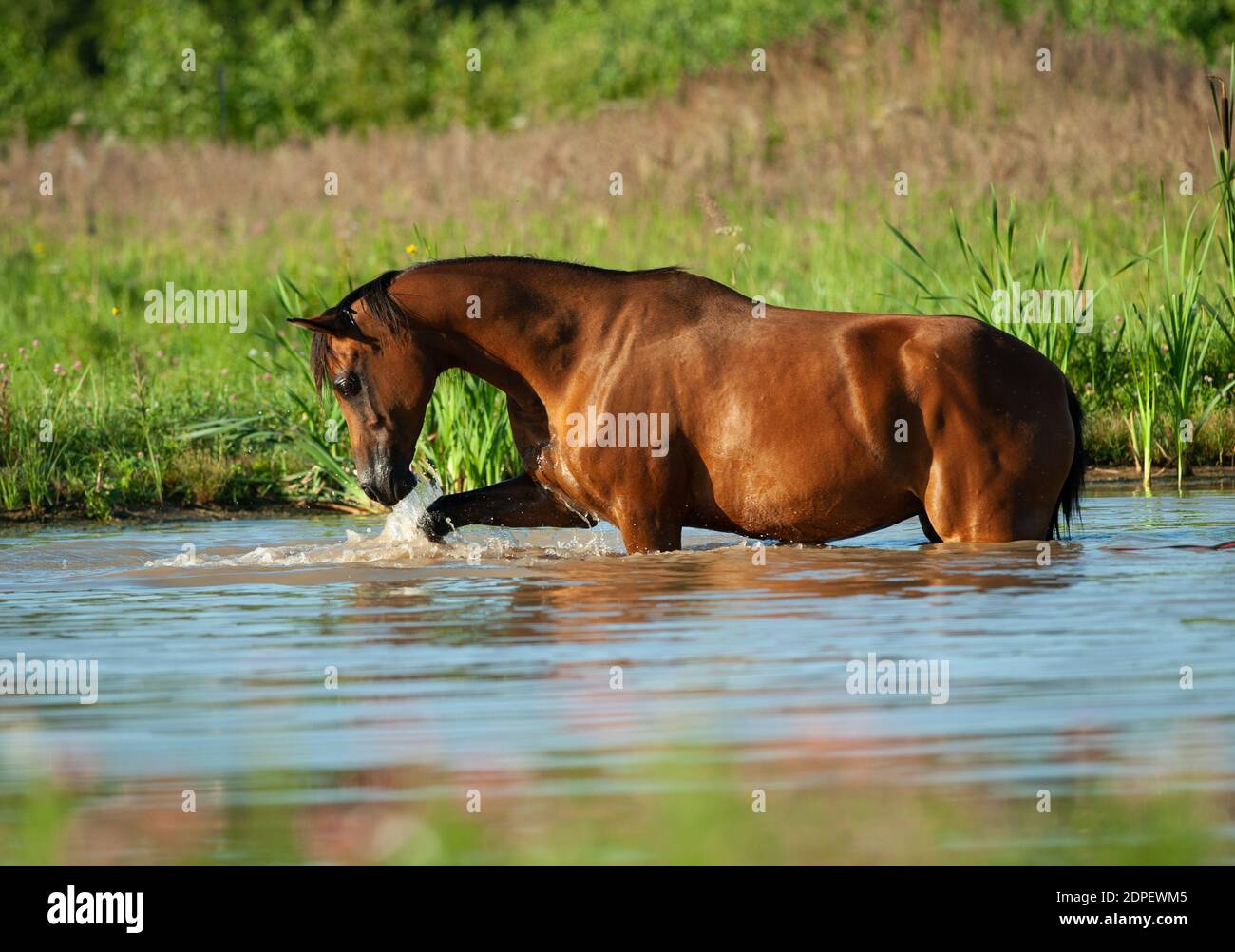 Beau cheval arabe au lever du soleil dans l'eau près de la forêt, jouant Banque D'Images