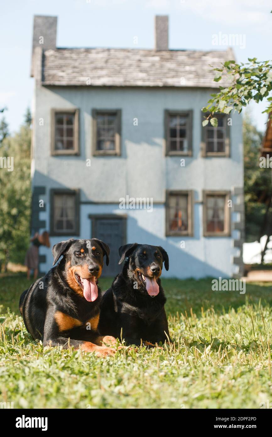 Deux grands chiens noirs de race Beauceron (Berger français) allongez-vous sur le fond d'une vieille maison faite pour filmer un film Banque D'Images