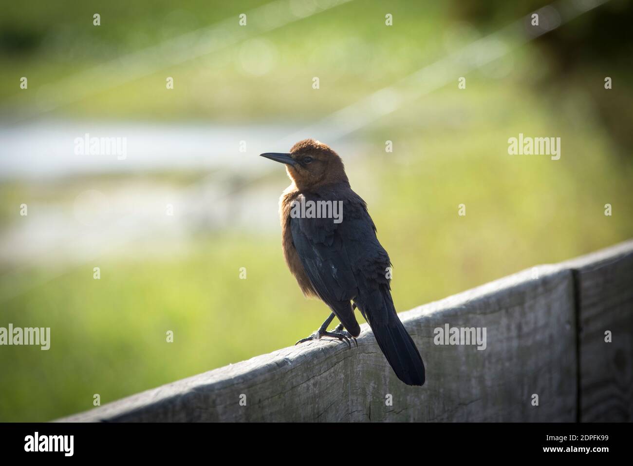 Une femelle en forme de grackle perche sur une clôture en bois un jour ensoleillé de Floride qui attend son compagnon. Banque D'Images