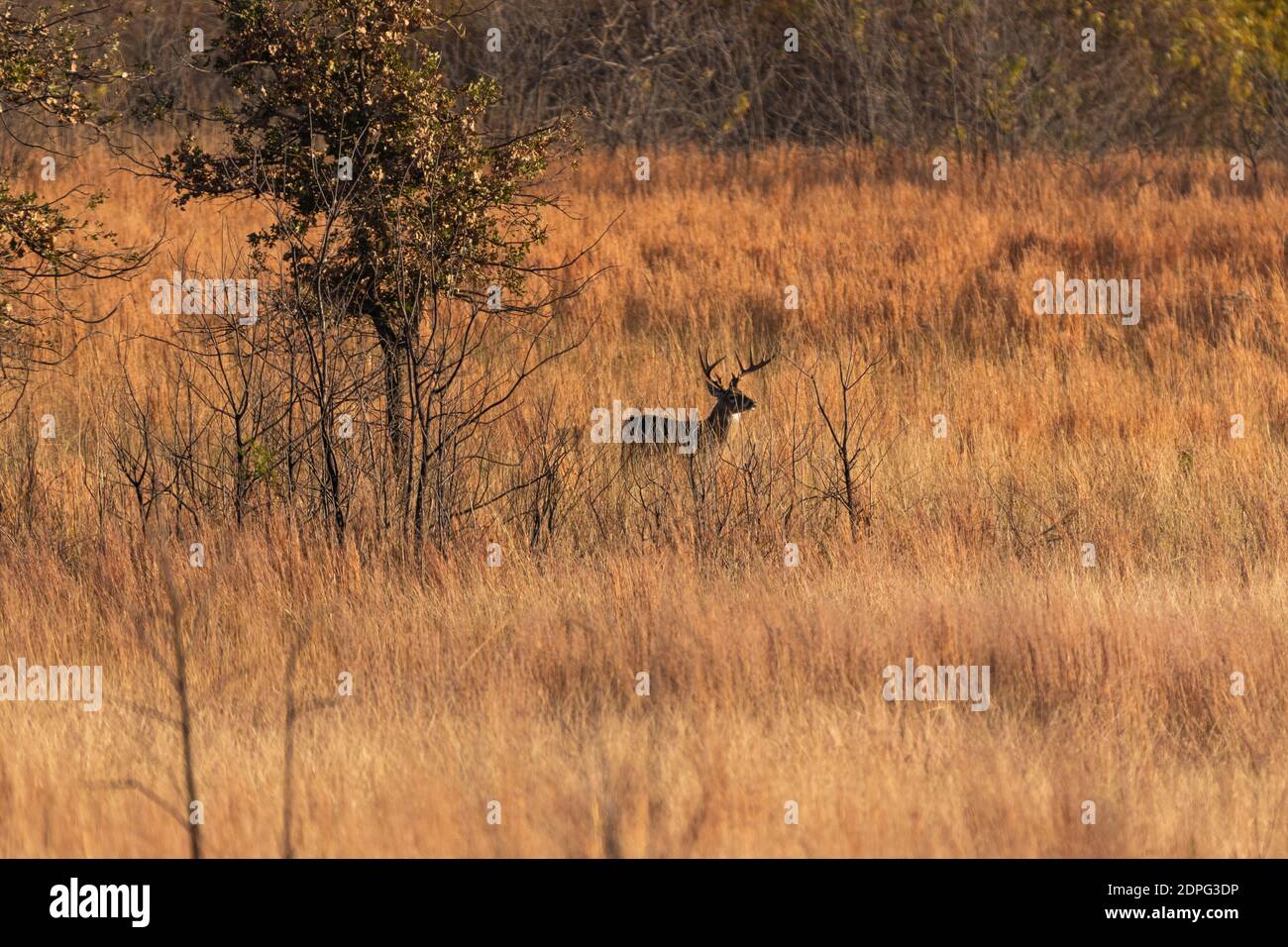 Un grand buck de cerf de Virginie debout dans une grande herbe dans un champ entouré d'arbres dans la lumière chaude du soleil du matin. Banque D'Images