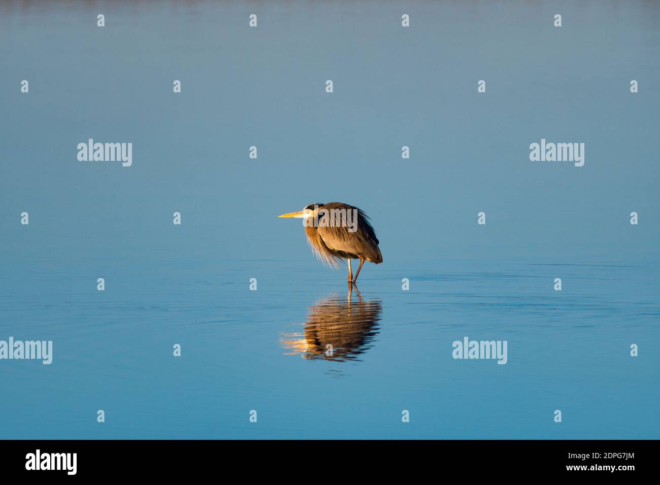 Un grand héron bleu avec son cou caché contre son corps pour plus de chaleur comme il se wade sur son reflet dans un peu d'eau douce dans un lac sur un frais, automne m Banque D'Images