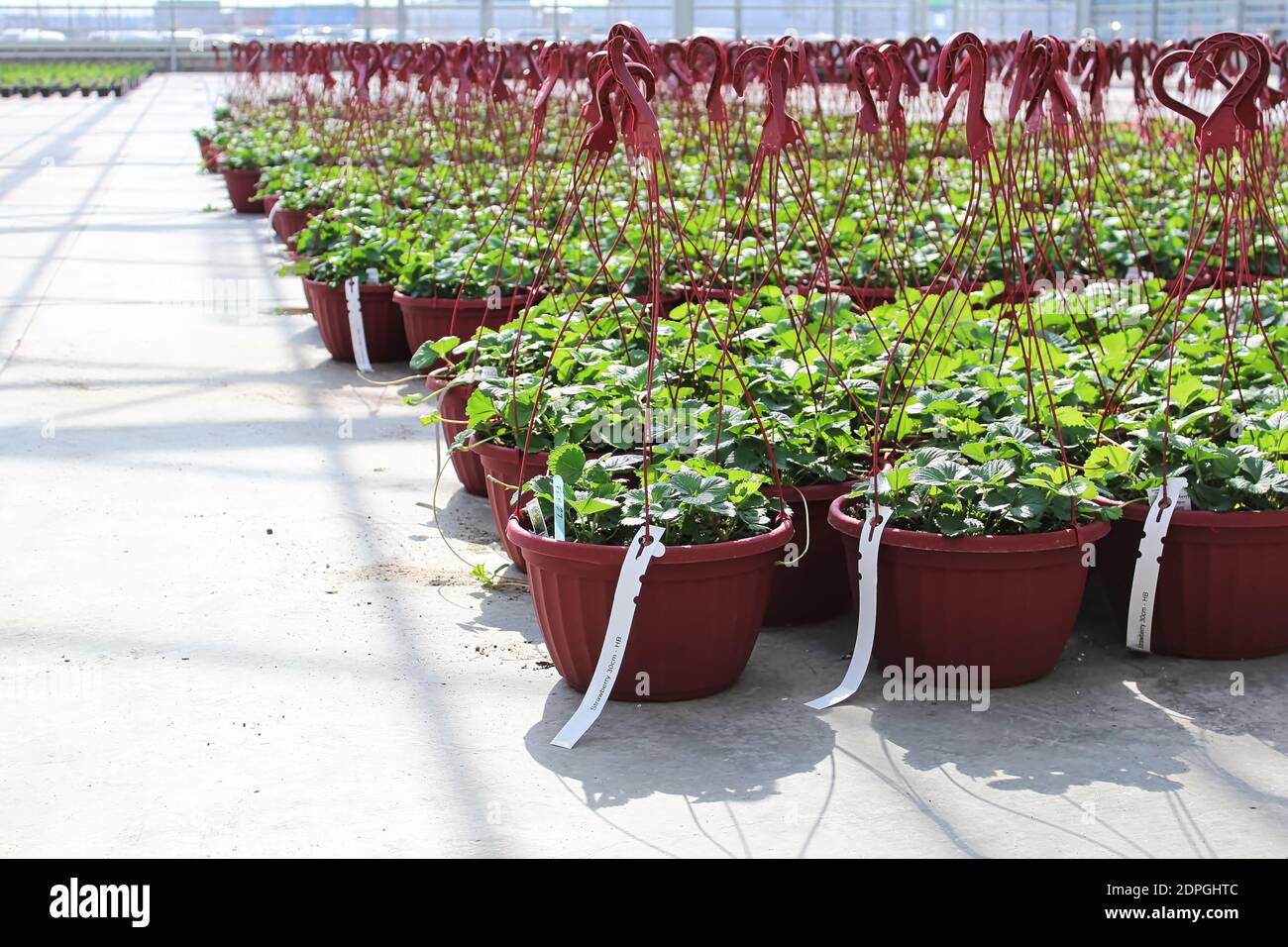 Rangées de plantes de fraise poussant dans des paniers suspendus dans un serre Banque D'Images