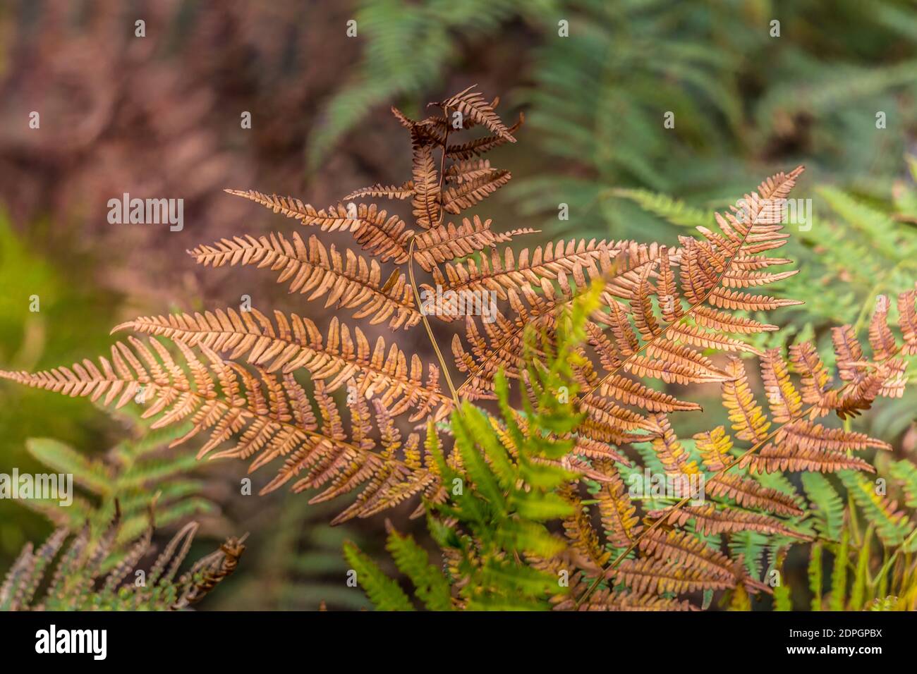 Détail d'une fougère marron dans une forêt de montagne le matin de l'automne. Arrière-plan flou, texture. Banque D'Images Détail d'une fougère marron dans une forêt de montagne le matin de l'automne. Arrière-plan flou, texture. Banque D'Images