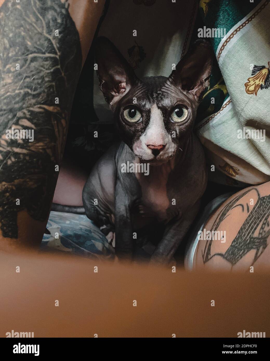 Chat De Tatouage Banque D Image Et Photos Alamy