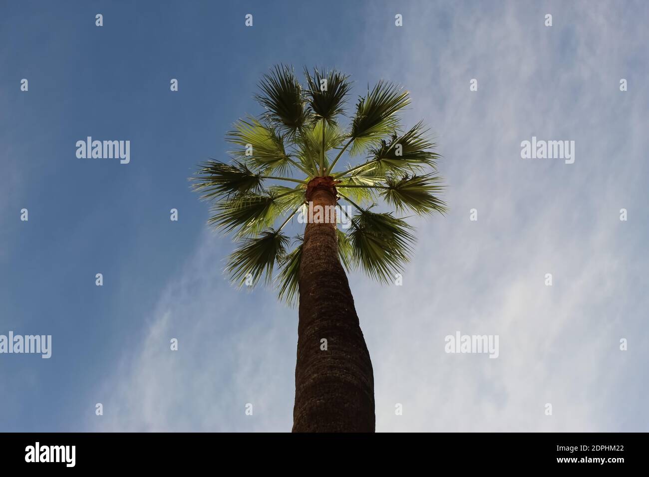 Palmier dans le ciel bleu Banque D'Images