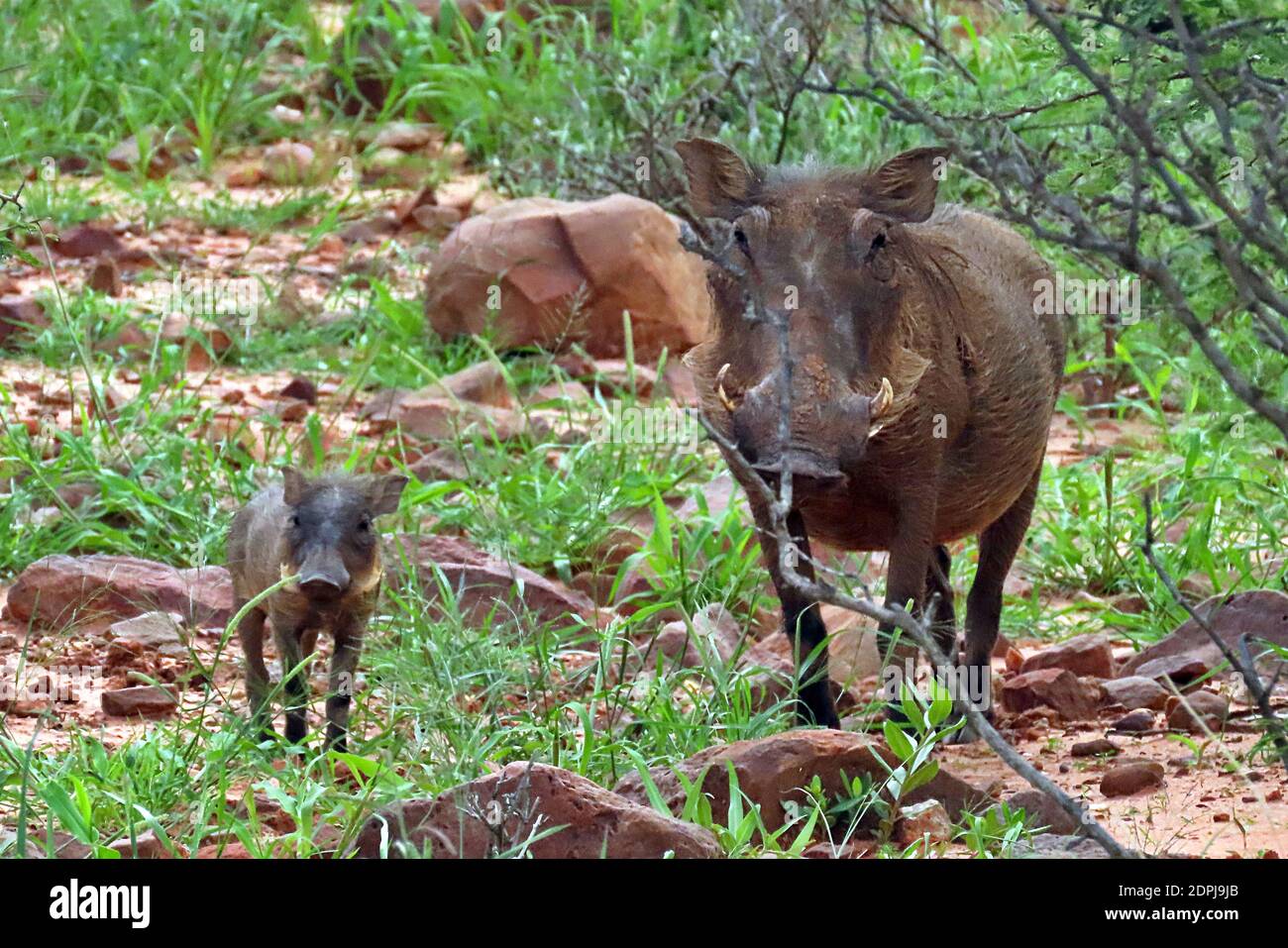 Warthog du Sud et jeunes (Phacochoerus africanus) pendant la saison humide dans la réserve d'Okonjima, région d'Otjozondjupa, Namibie. Banque D'Images