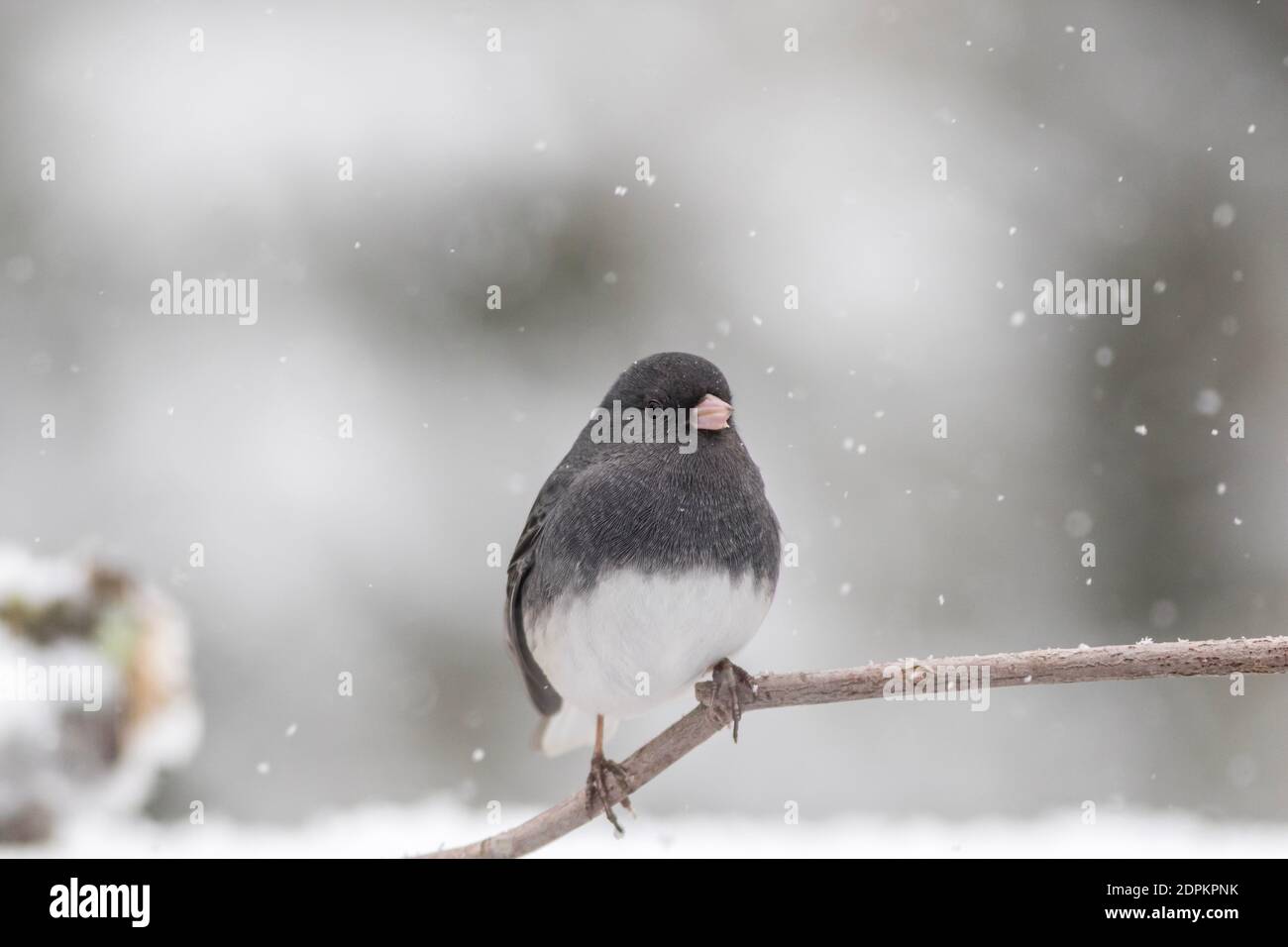 Oiseau de neige Junco aux yeux sombres perché sur la branche en hiver pendant la neige Banque D'Images